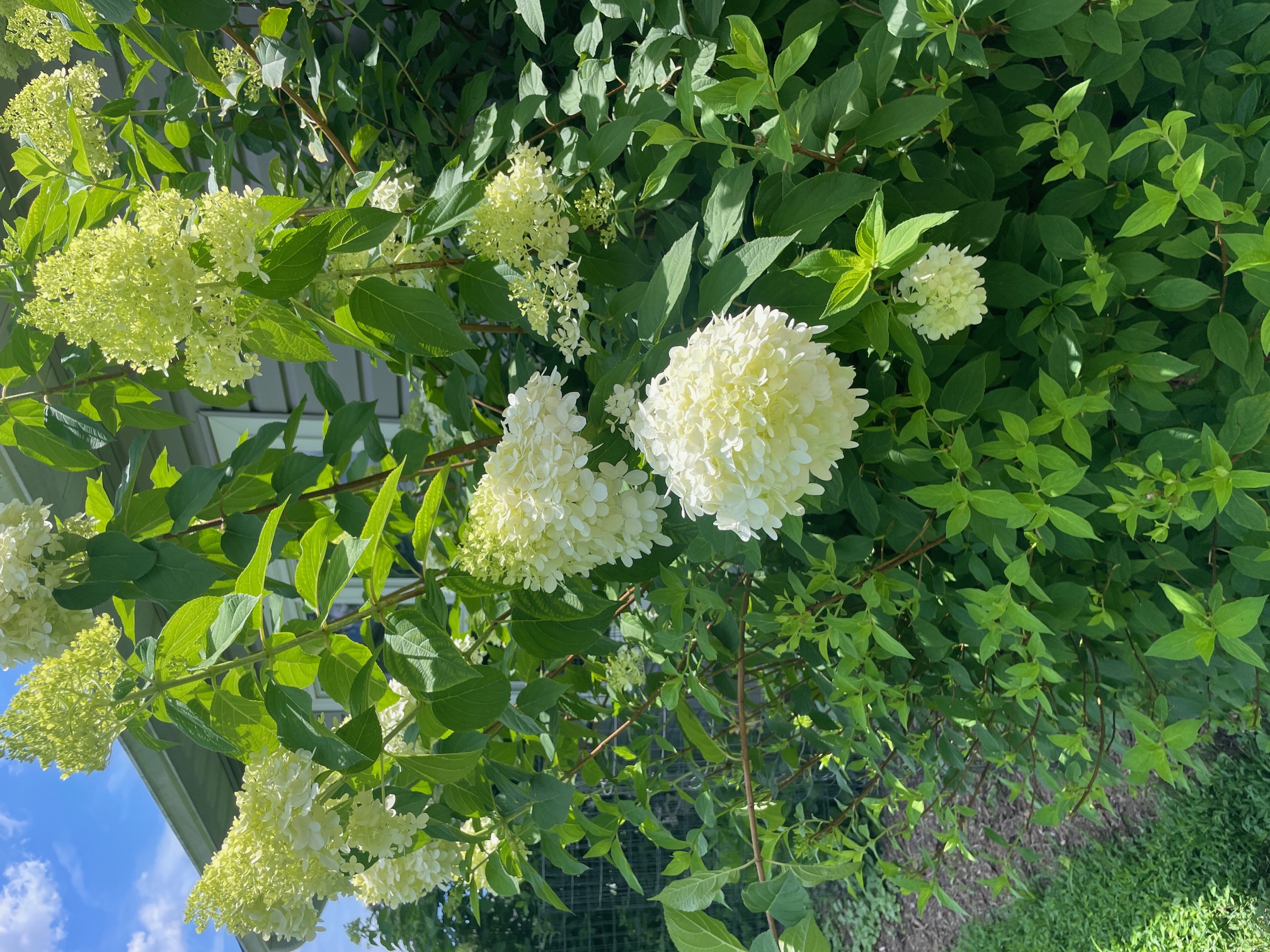 HYDRANGEA paniculata Limelight Prime
