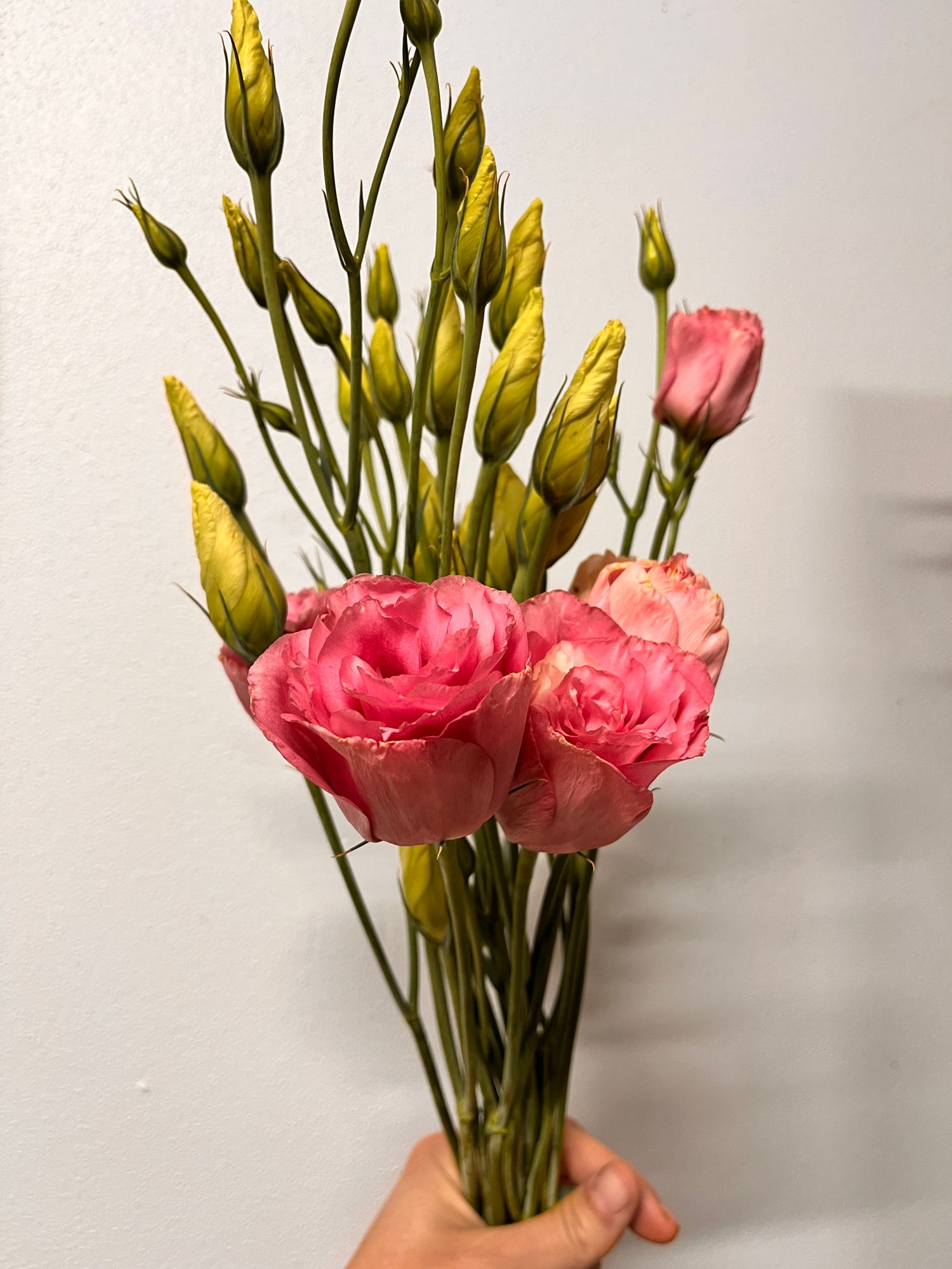 EUSTOMA grandiflorum ABC 2