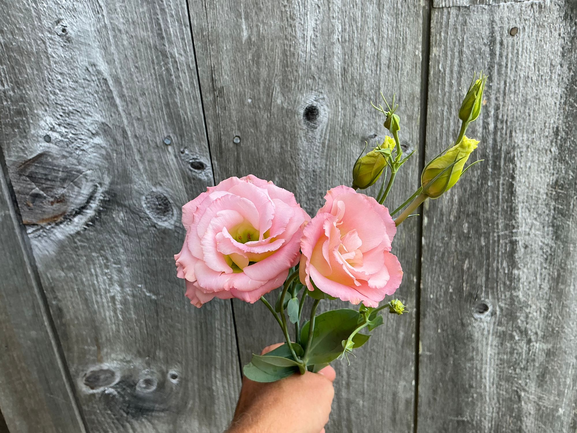 EUSTOMA grandiflorum Echo Champagne