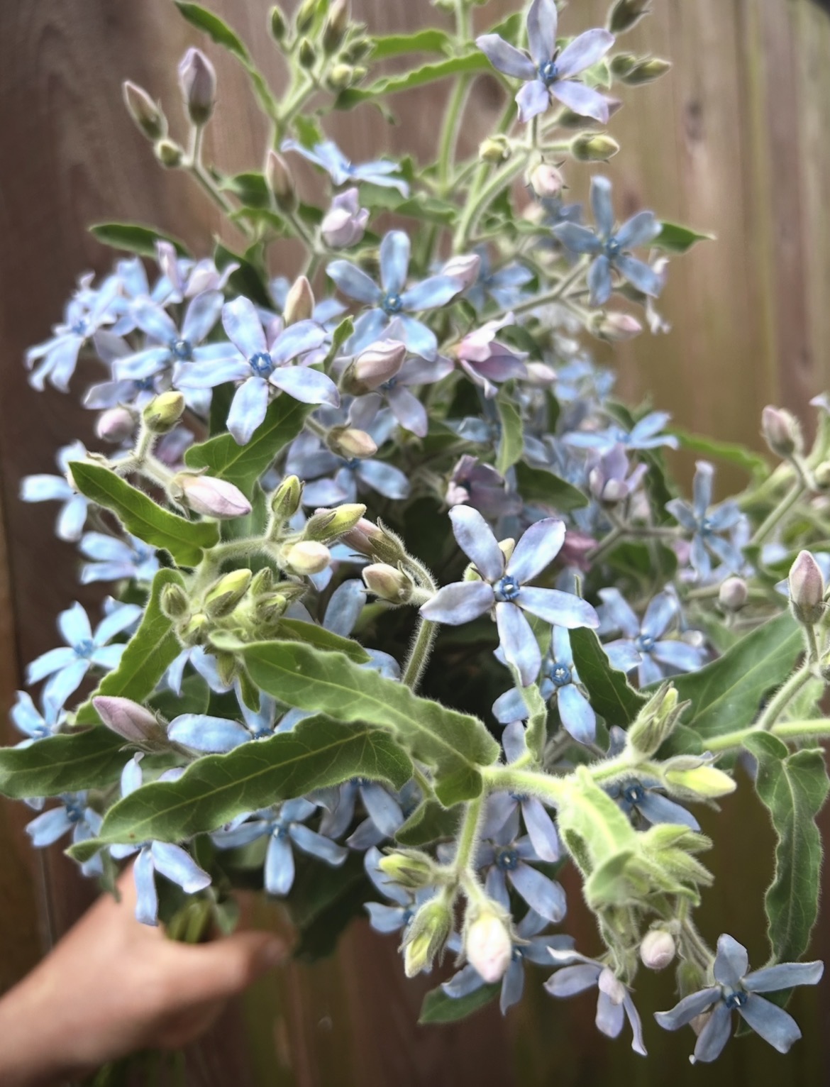 OXYPETALUM coeruleum