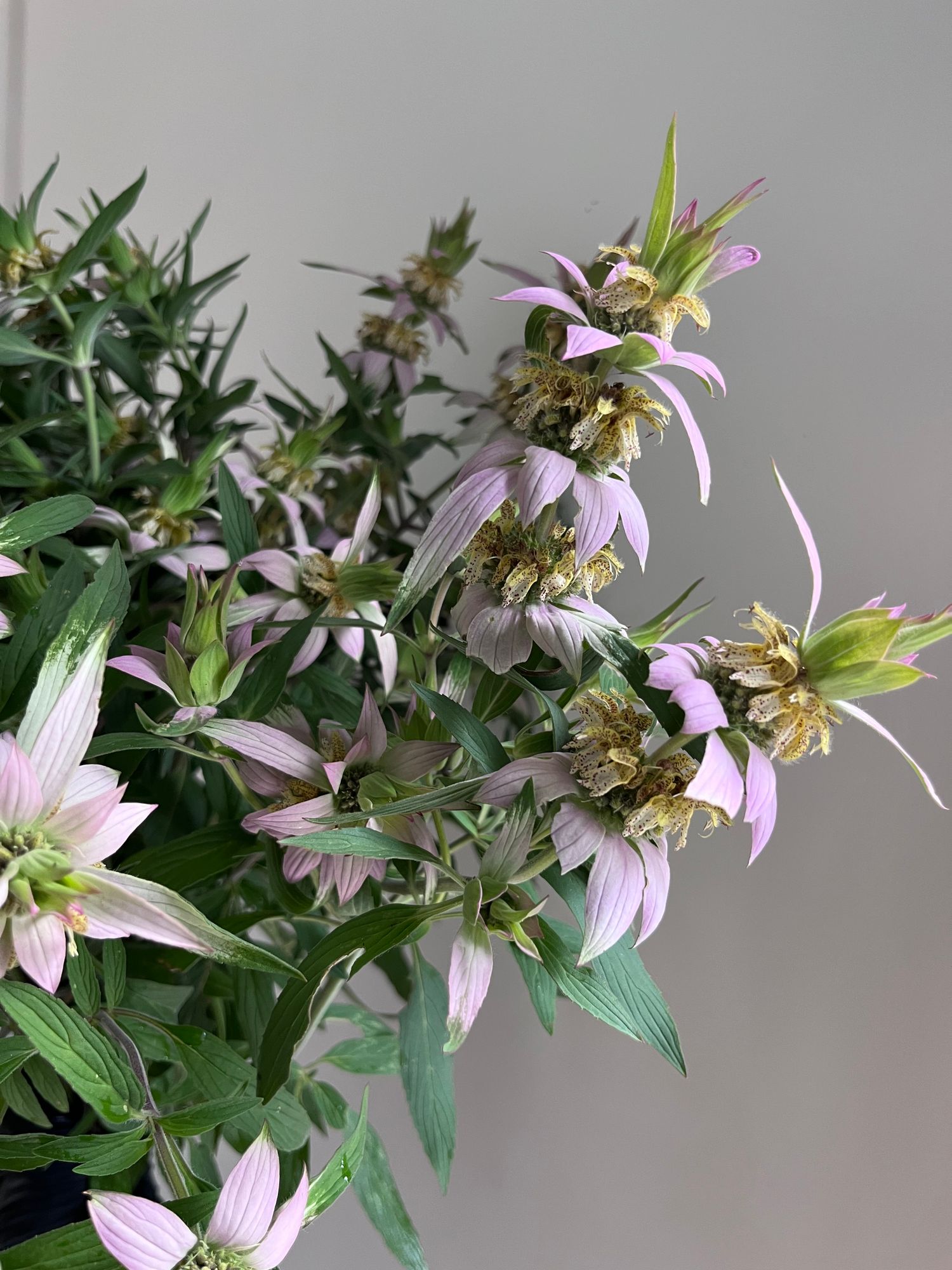 MONARDA citriodora