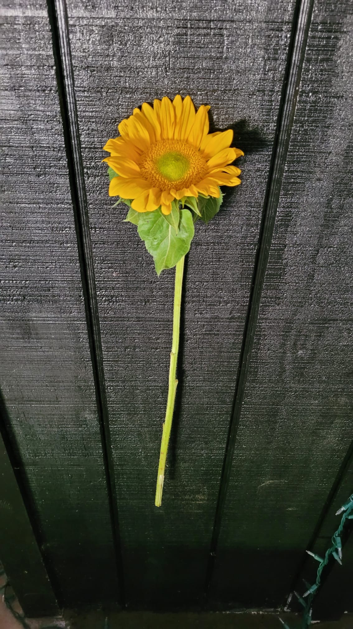 HELIANTHUS annuus ProCut Gold Lite