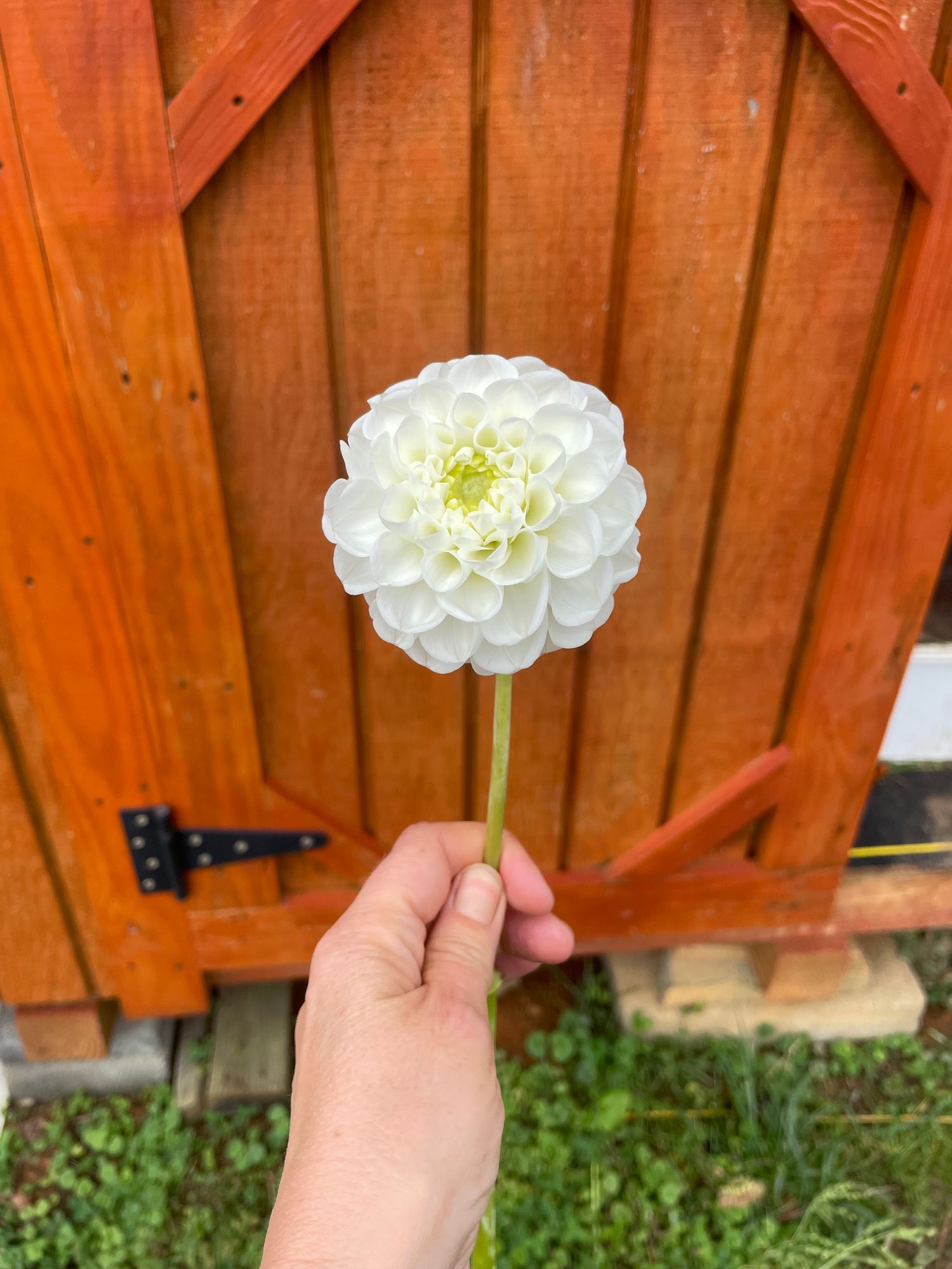 DAHLIA