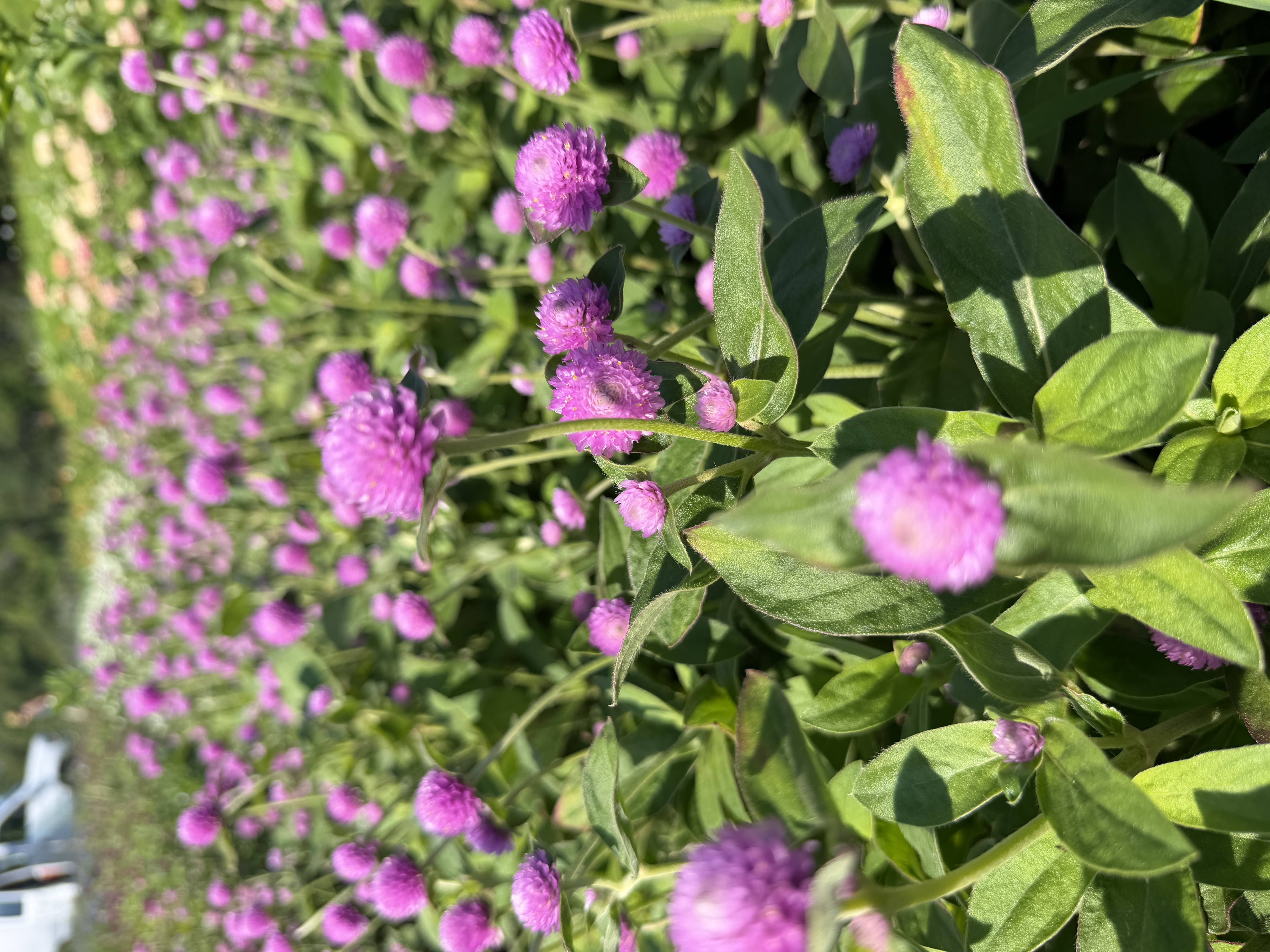 GOMPHRENA globosa Audray