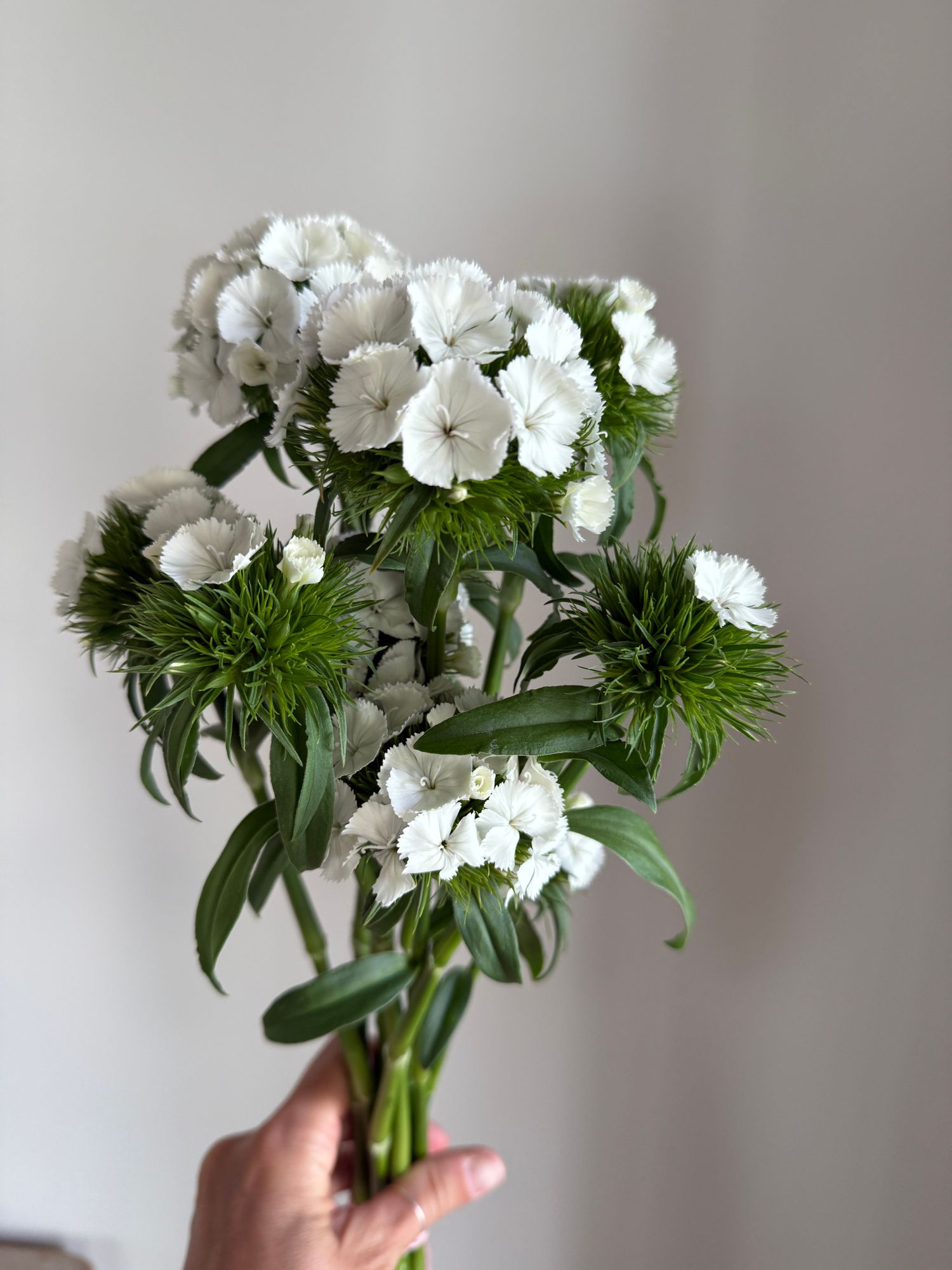 DIANTHUS barbatus Kiwi Bunny