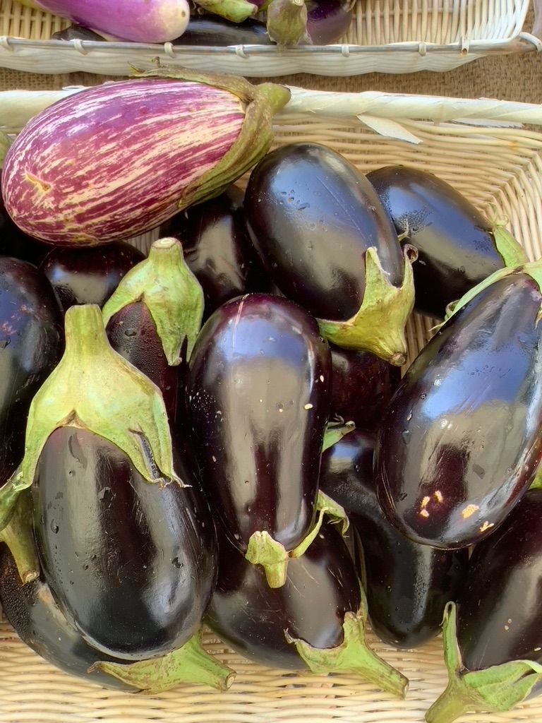 Eggplant, Italian