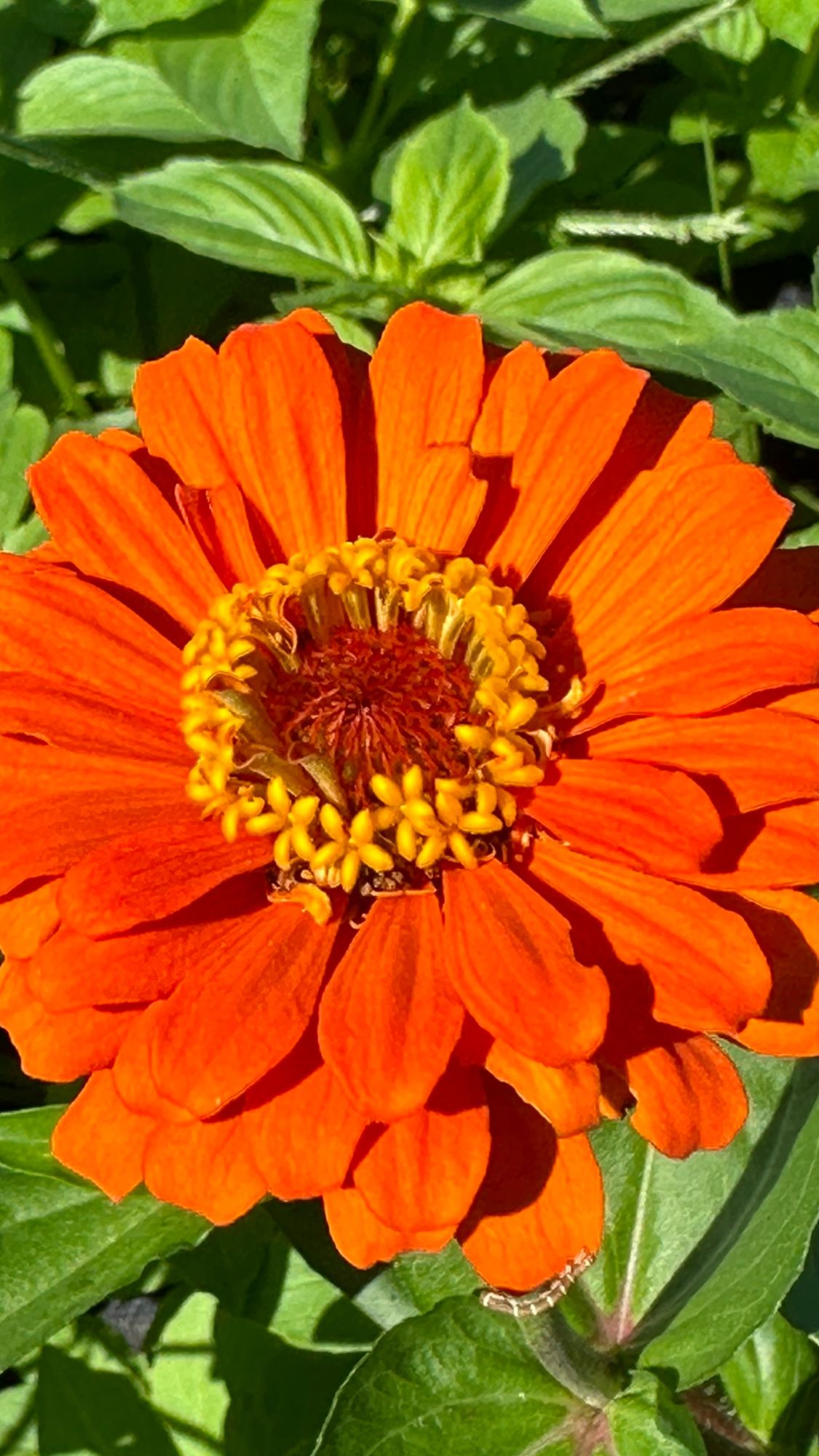ZINNIA elegans Uproar
