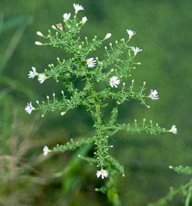 SYMPHYOTRICHUM ericoides