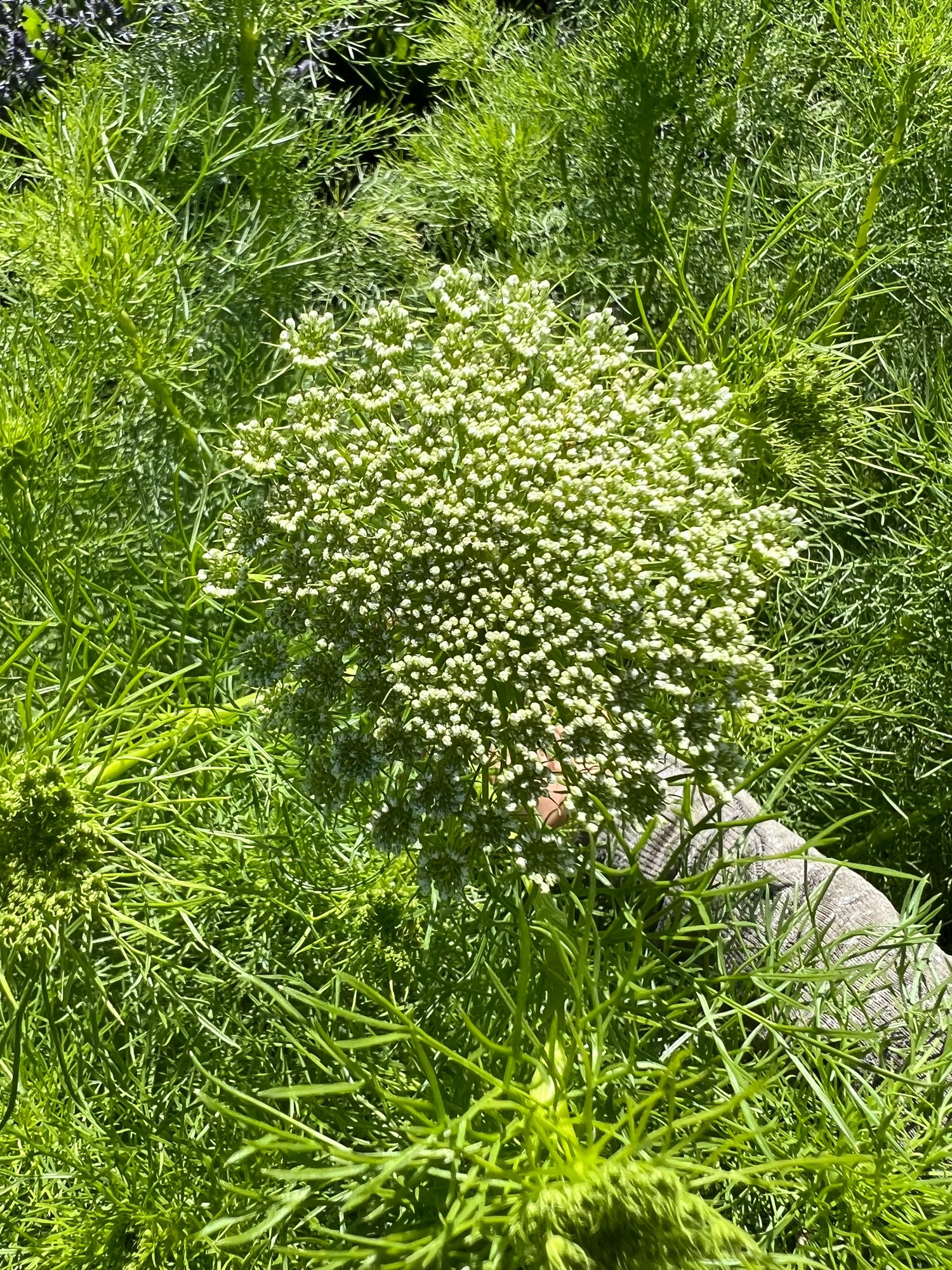 AMMI visnaga Green Mist