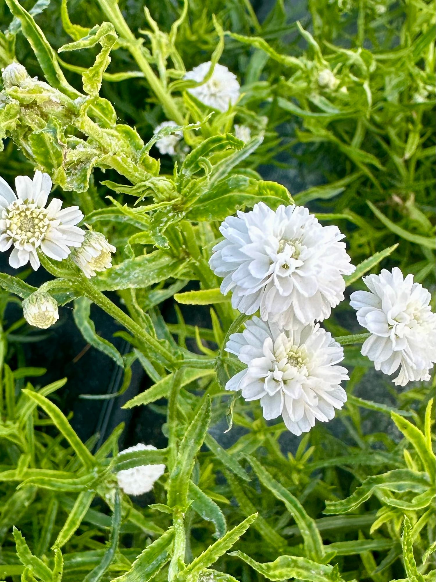ACHILLEA ptarmica Peter Cottontail