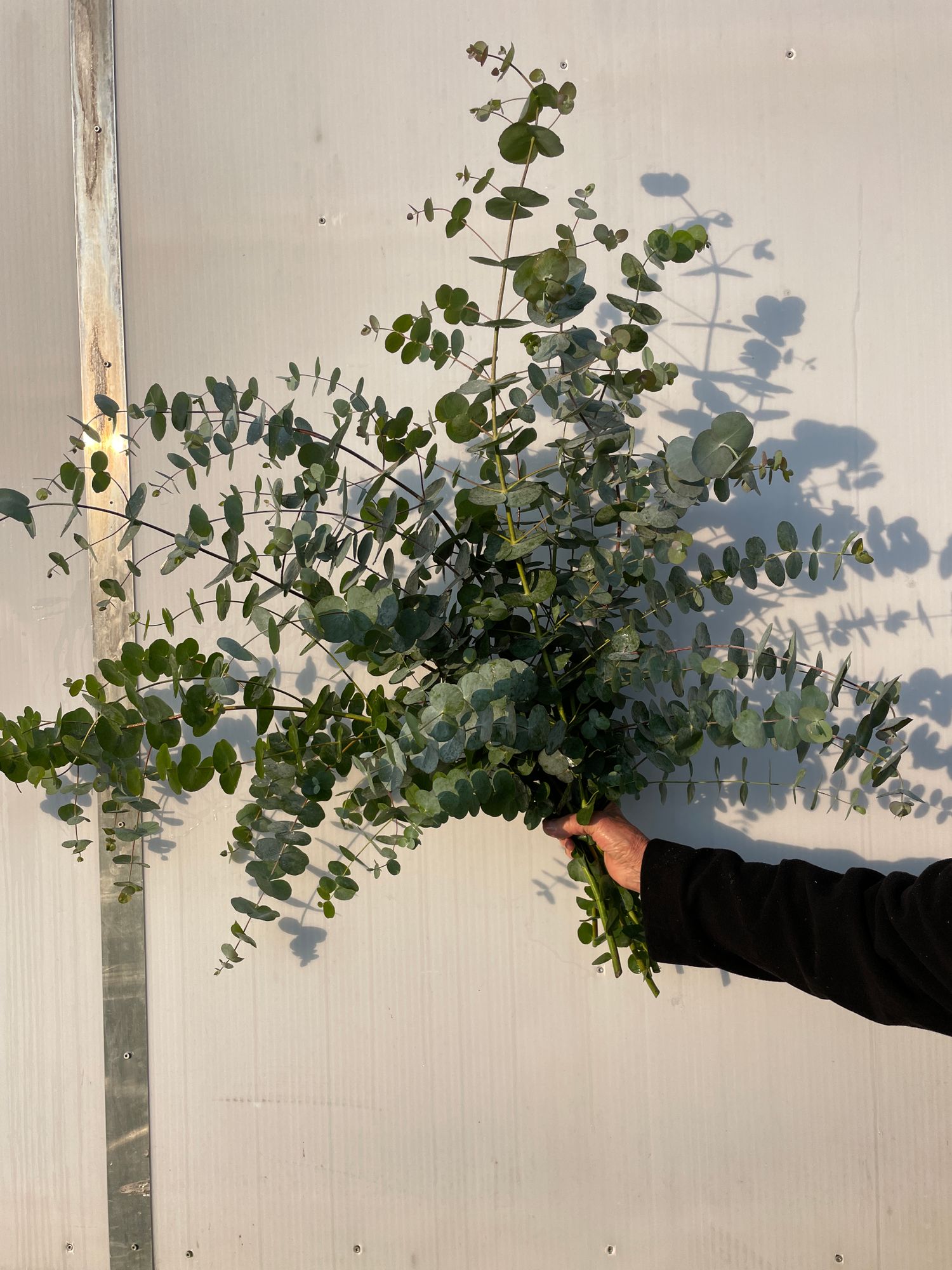 EUCALYPTUS gunnii