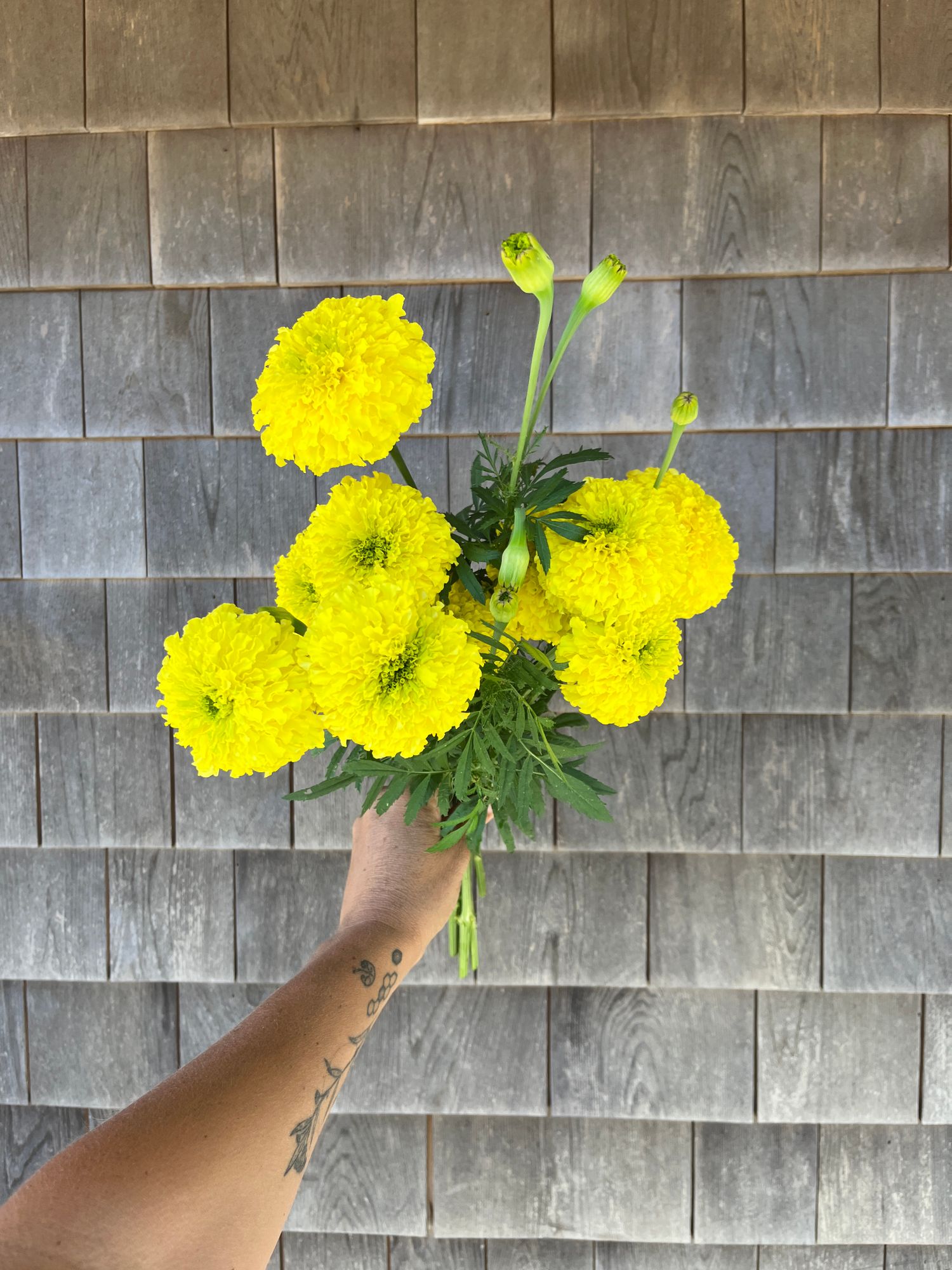 TAGETES erecta Yellow Supreme