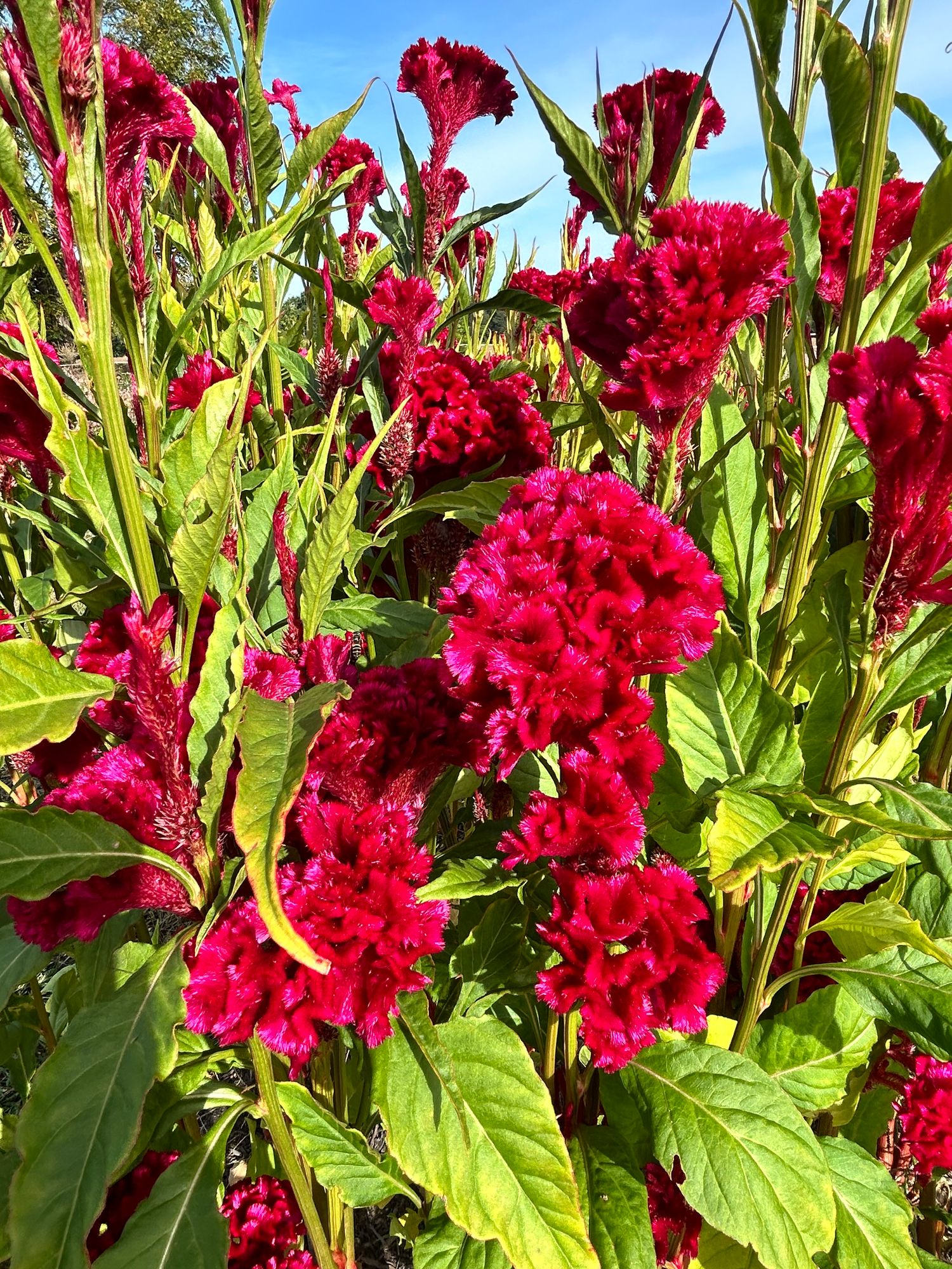 CELOSIA argentea var. cristata Chief