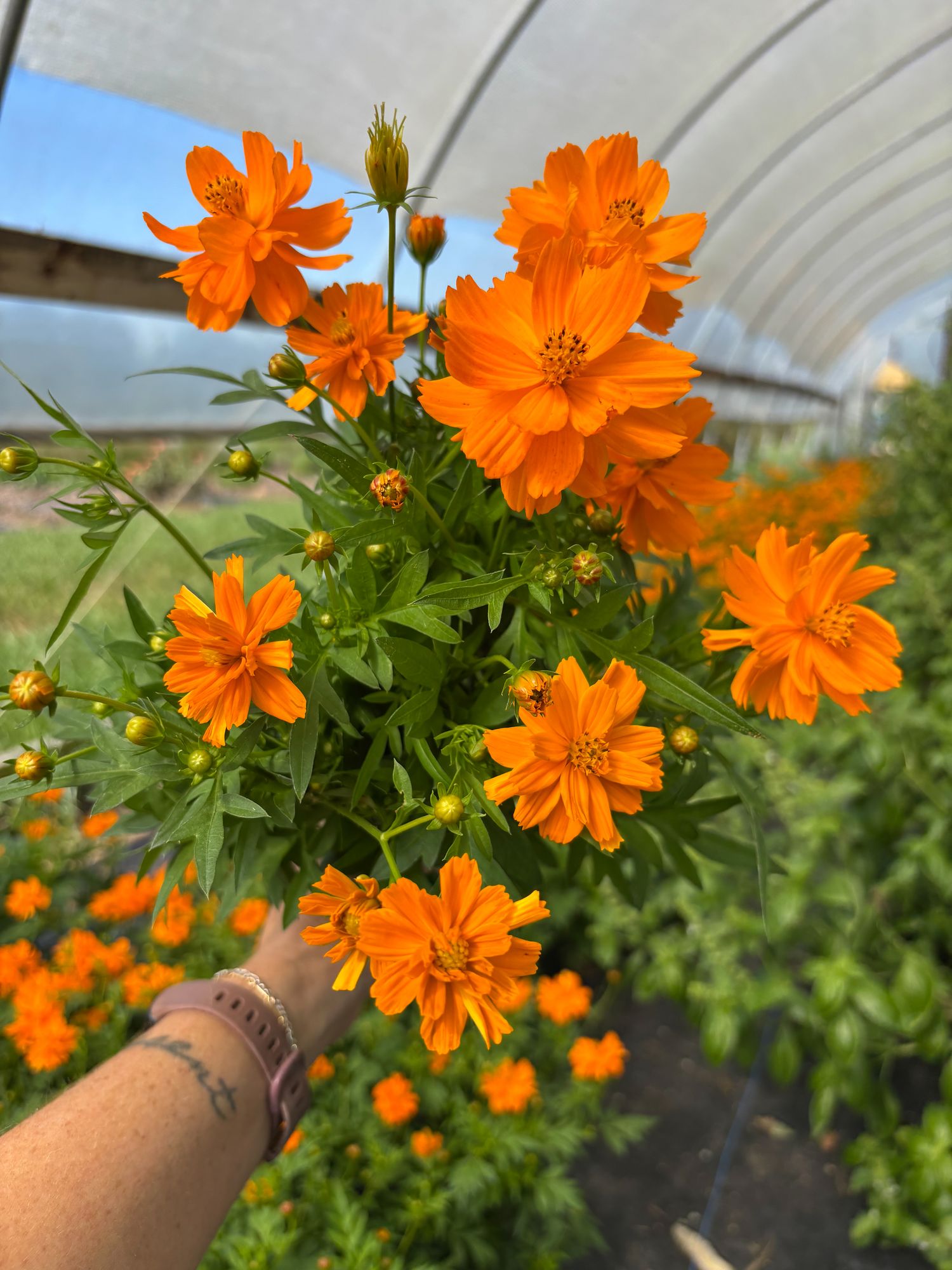 COSMOS sulphureus Bright Lights