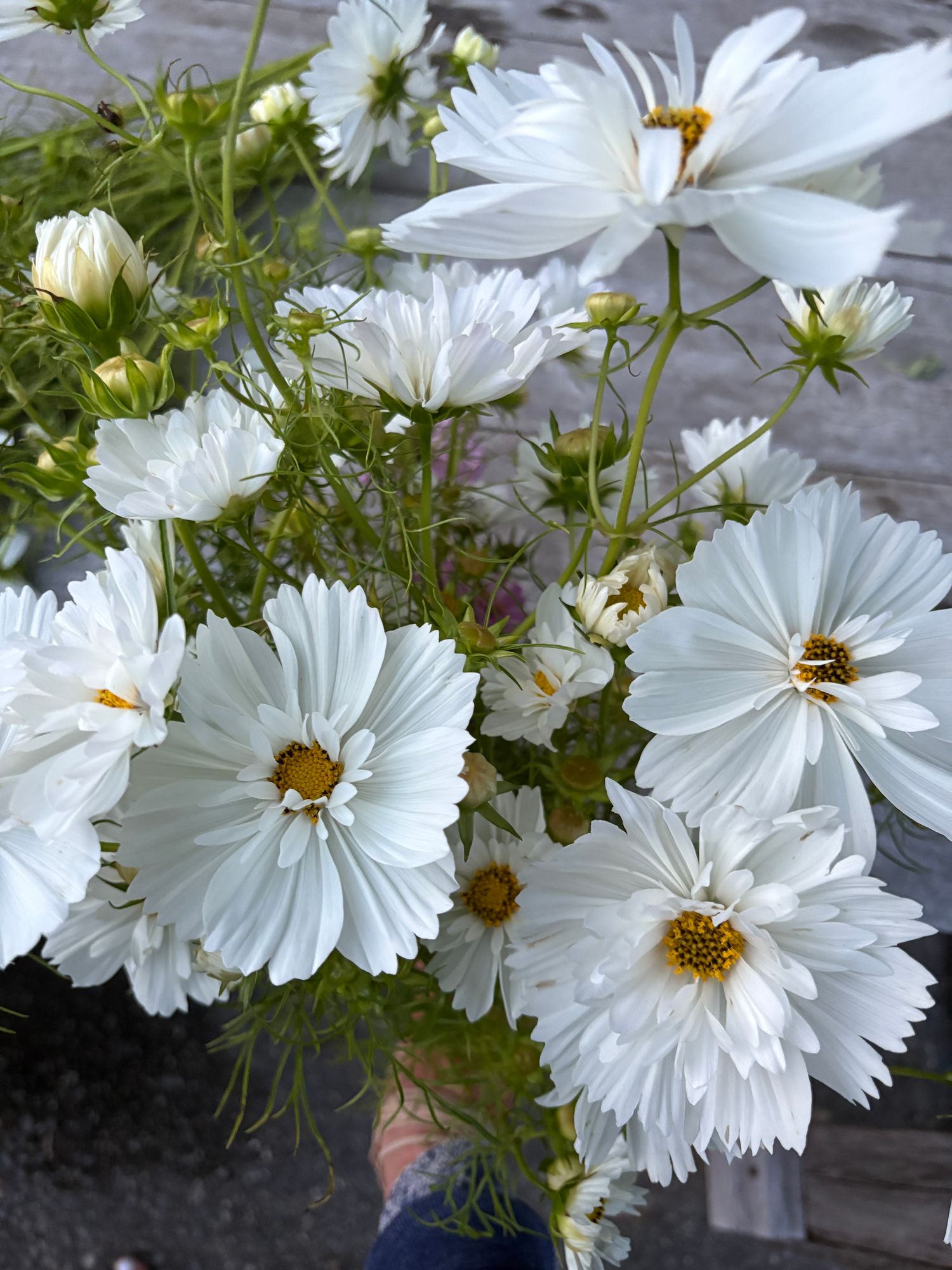 COSMOS bipinnatus Fizzy White