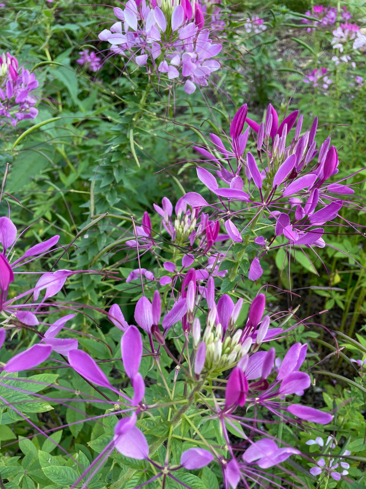 CLEOME