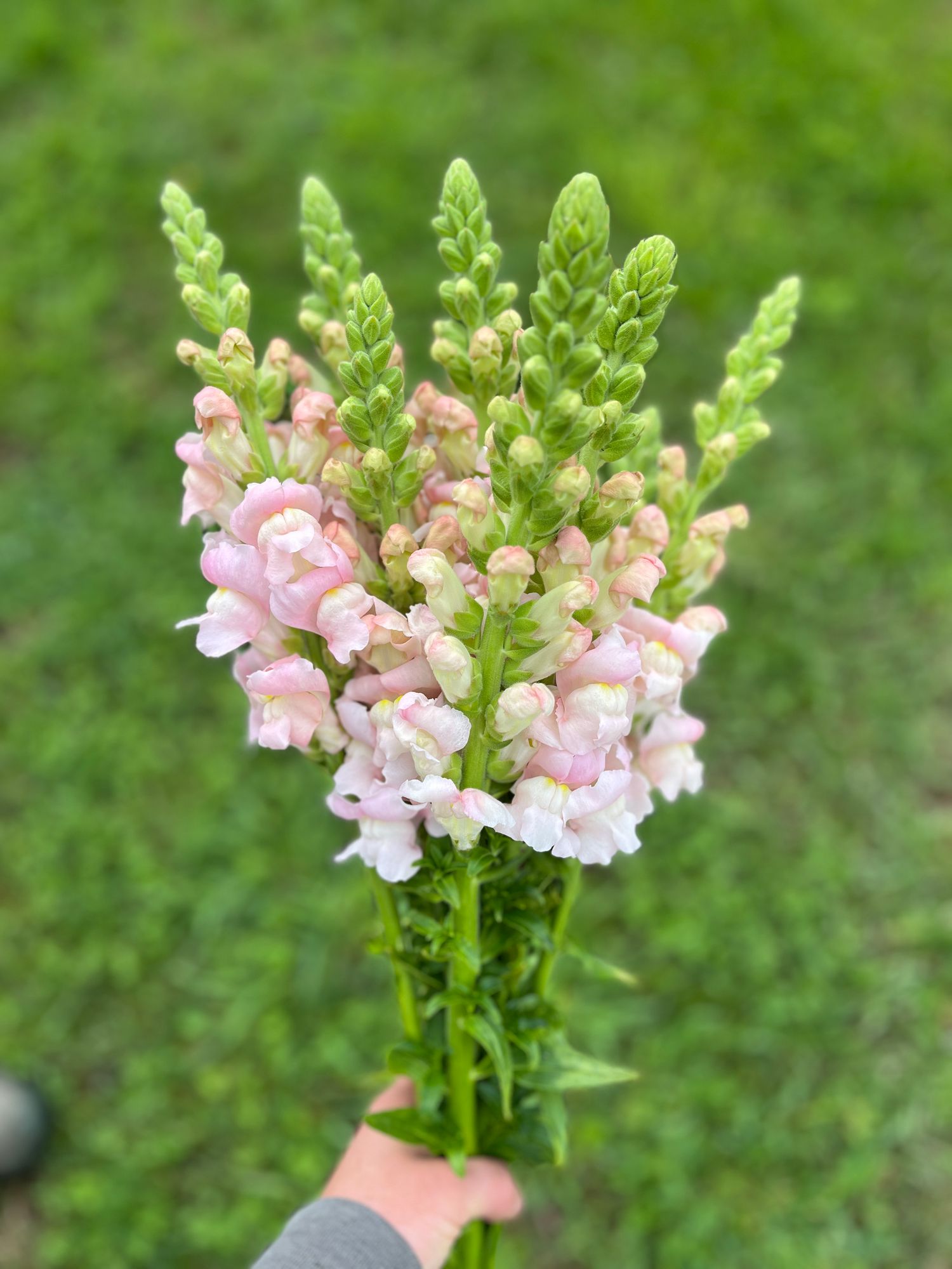 ANTIRRHINUM majus Costa Silver