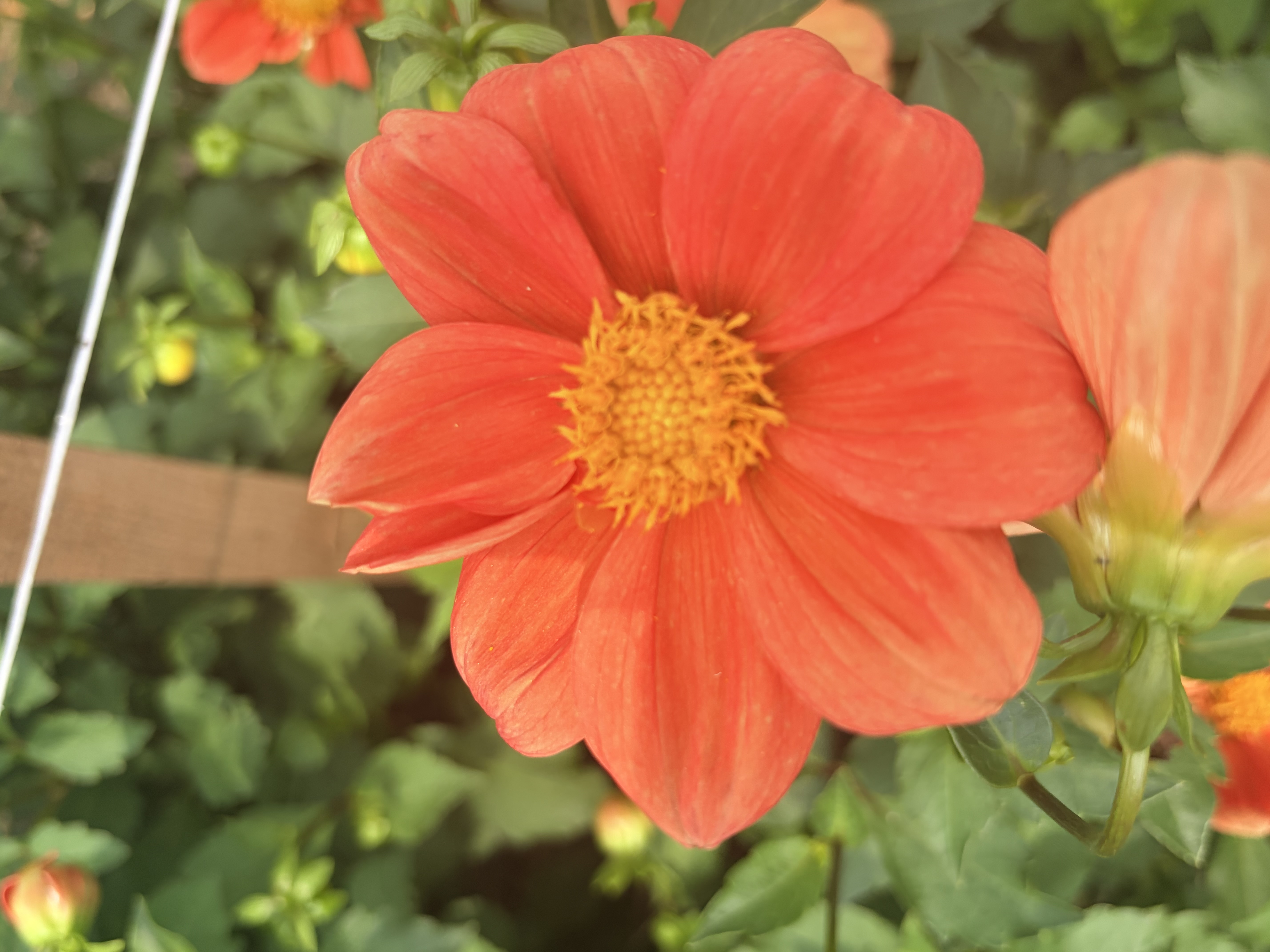 DAHLIA