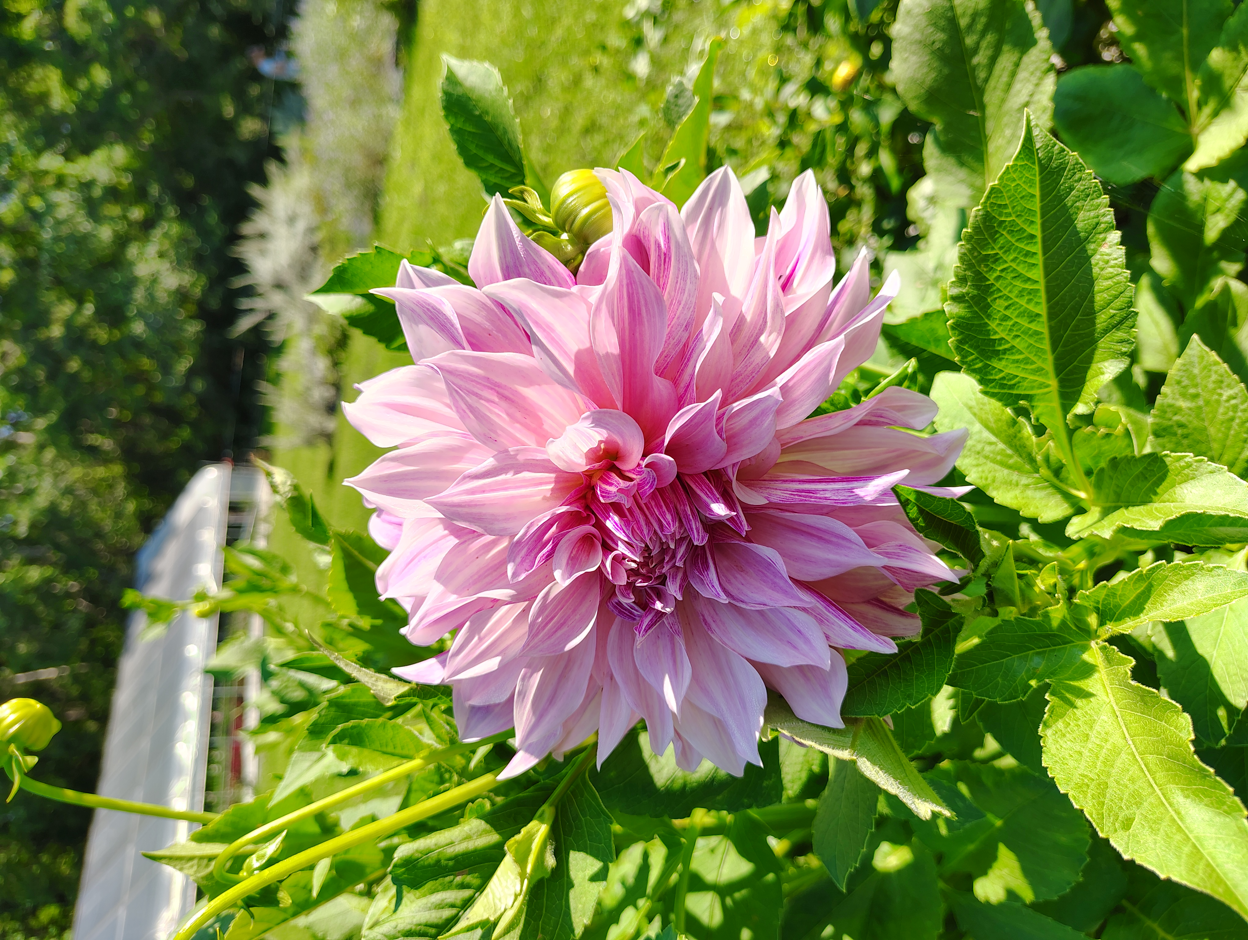 DAHLIA Cafe Au Lait