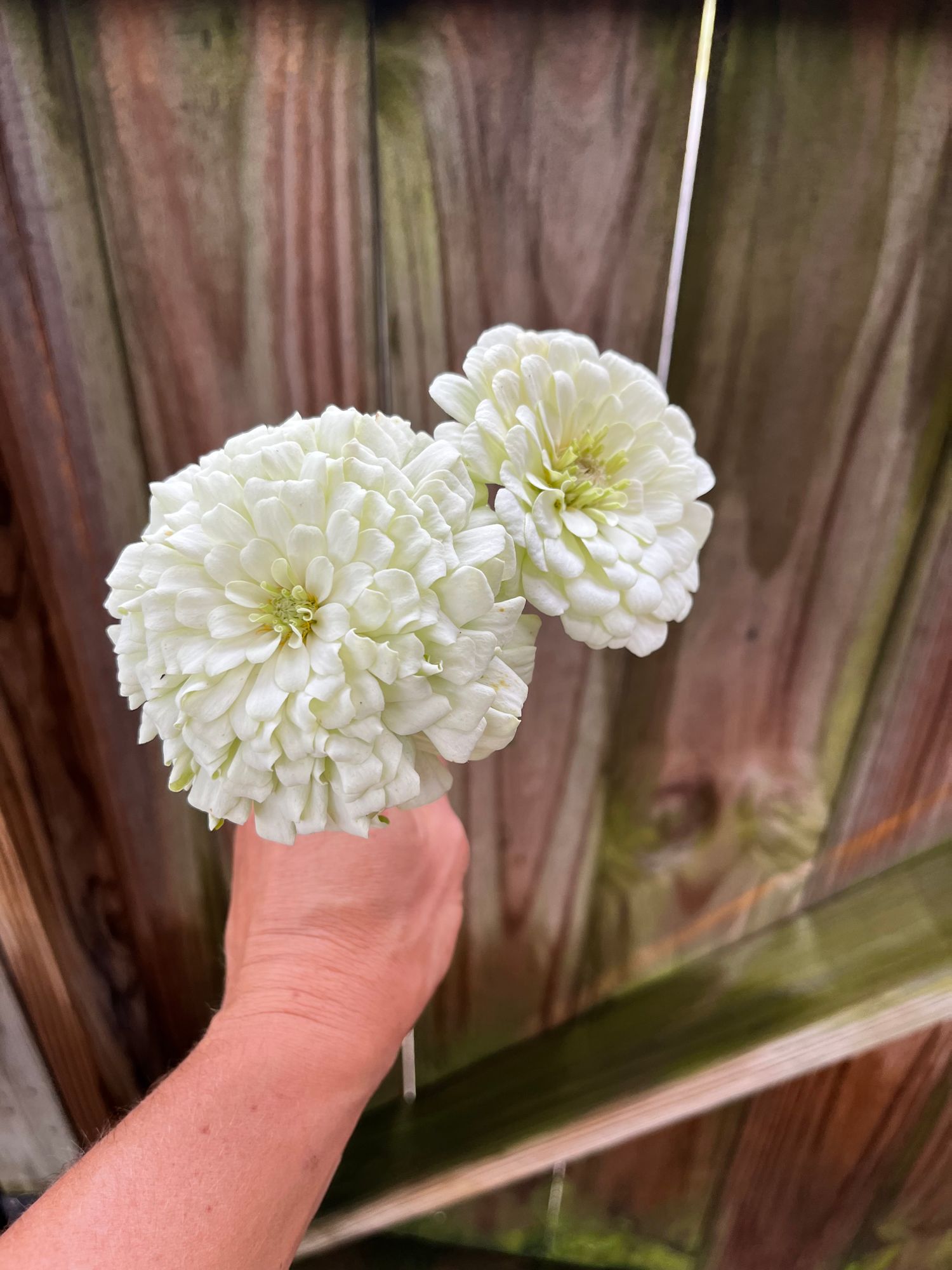 ZINNIA elegans Polar Bear