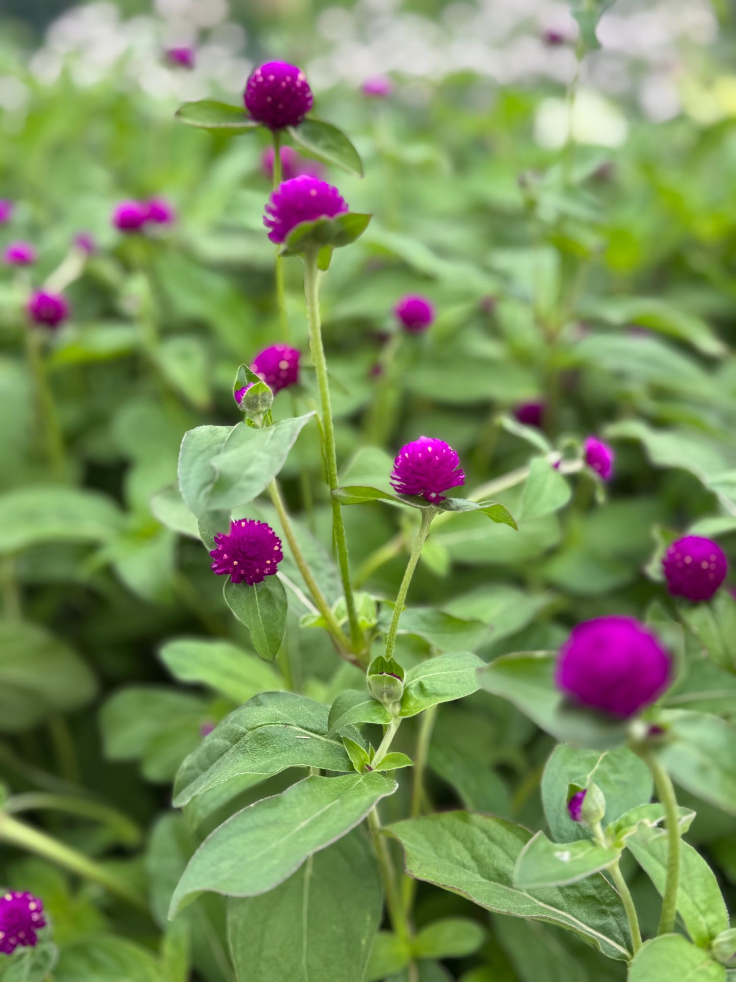 GOMPHRENA globosa Audray