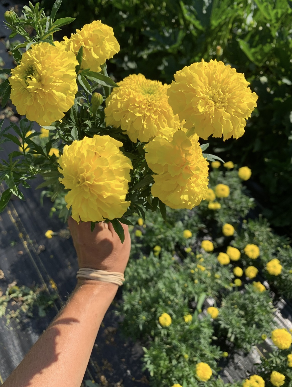 TAGETES erecta