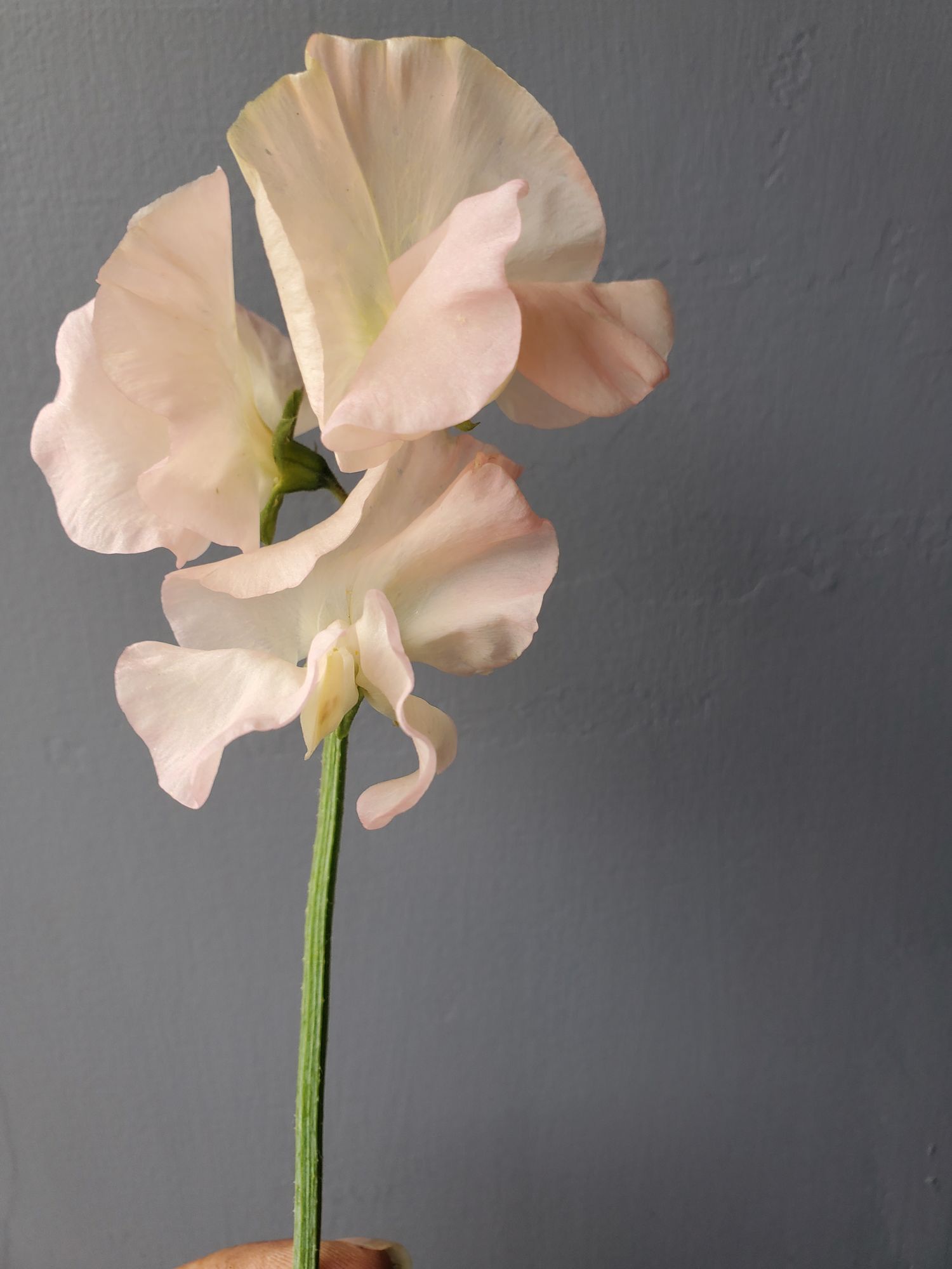 LATHYRUS odoratus Castlewellan