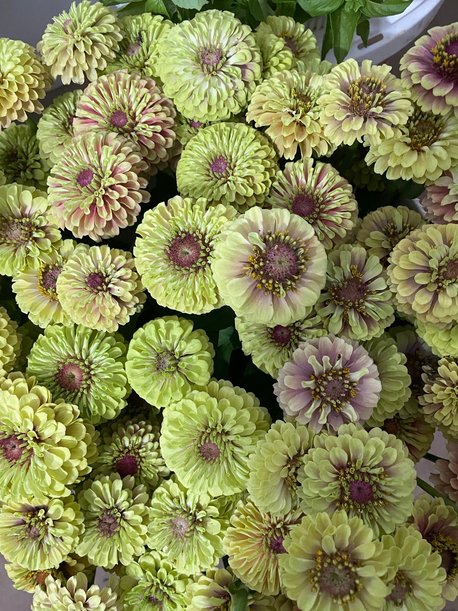 ZINNIA elegans Queen Lime Blush