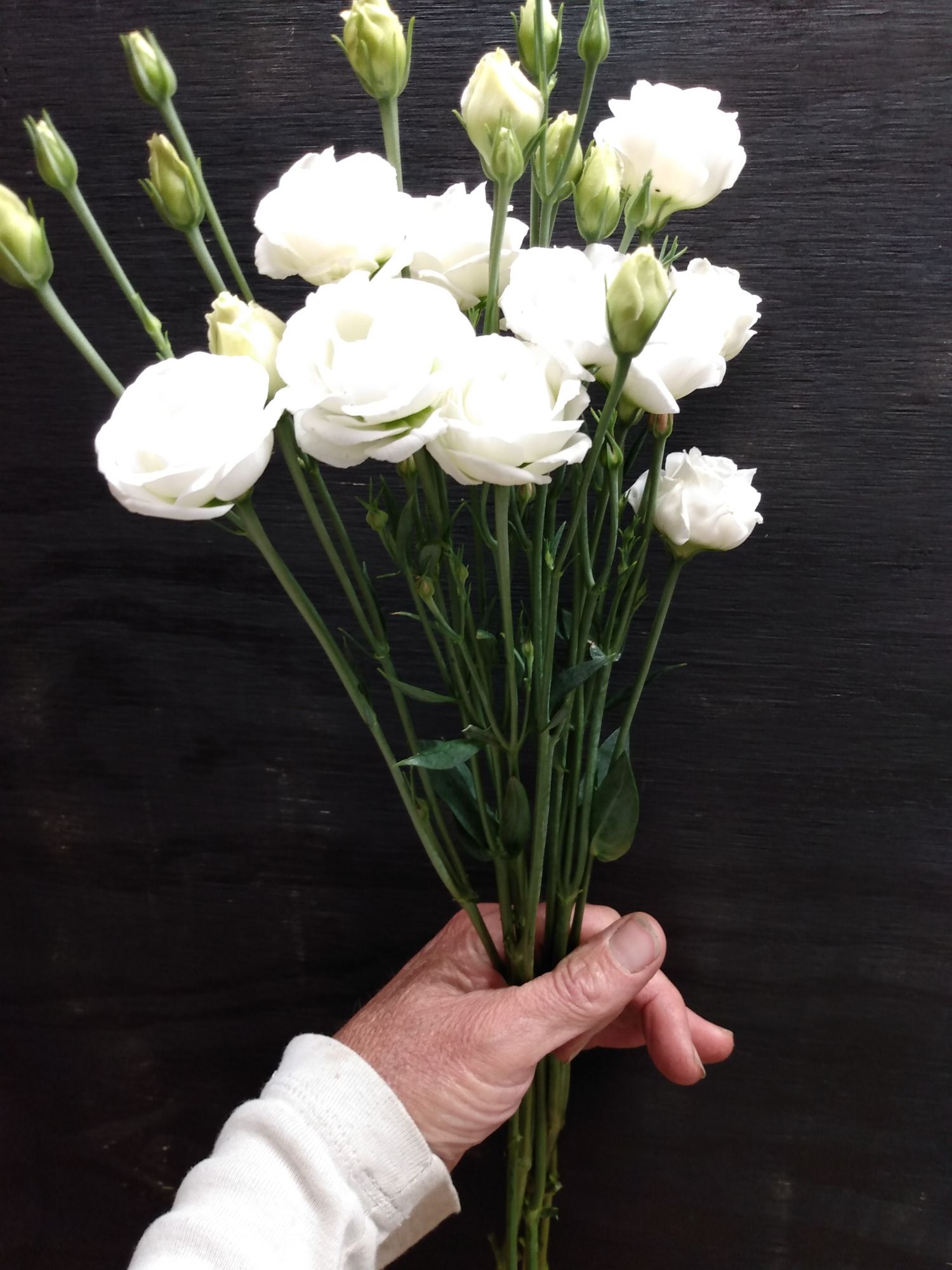 EUSTOMA grandiflorum Doublini