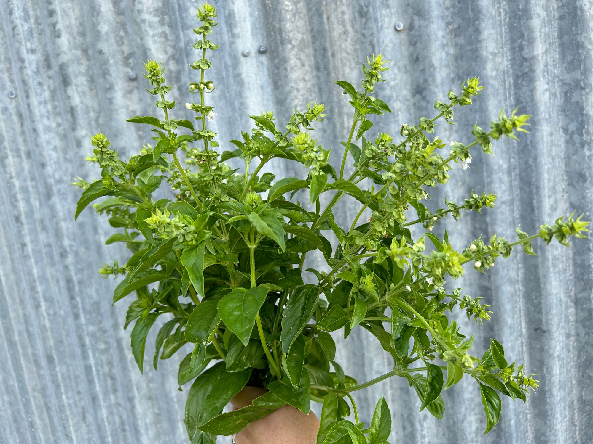 OCIMUM basilicum Prospera
