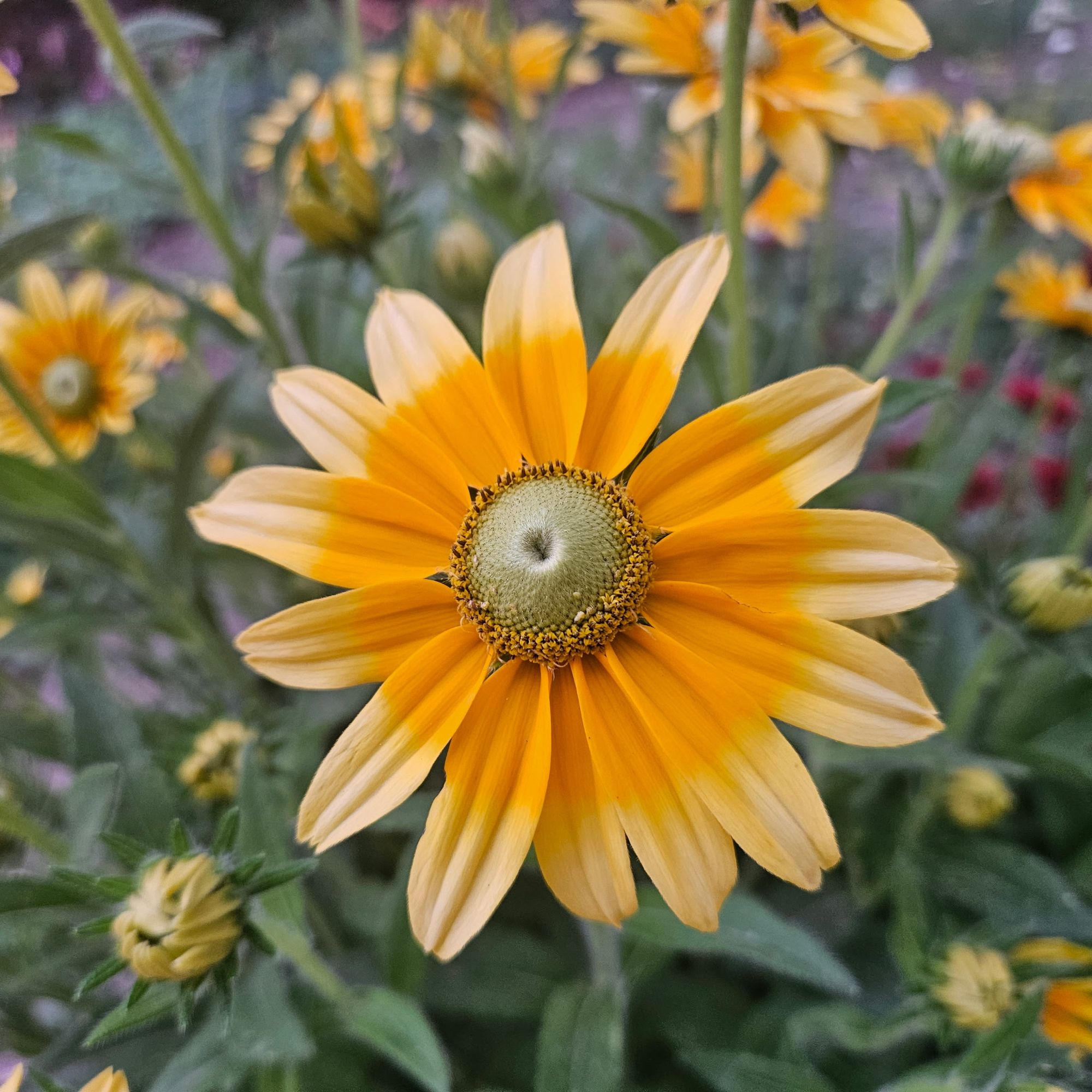 RUDBECKIA hirta Prairie Sun