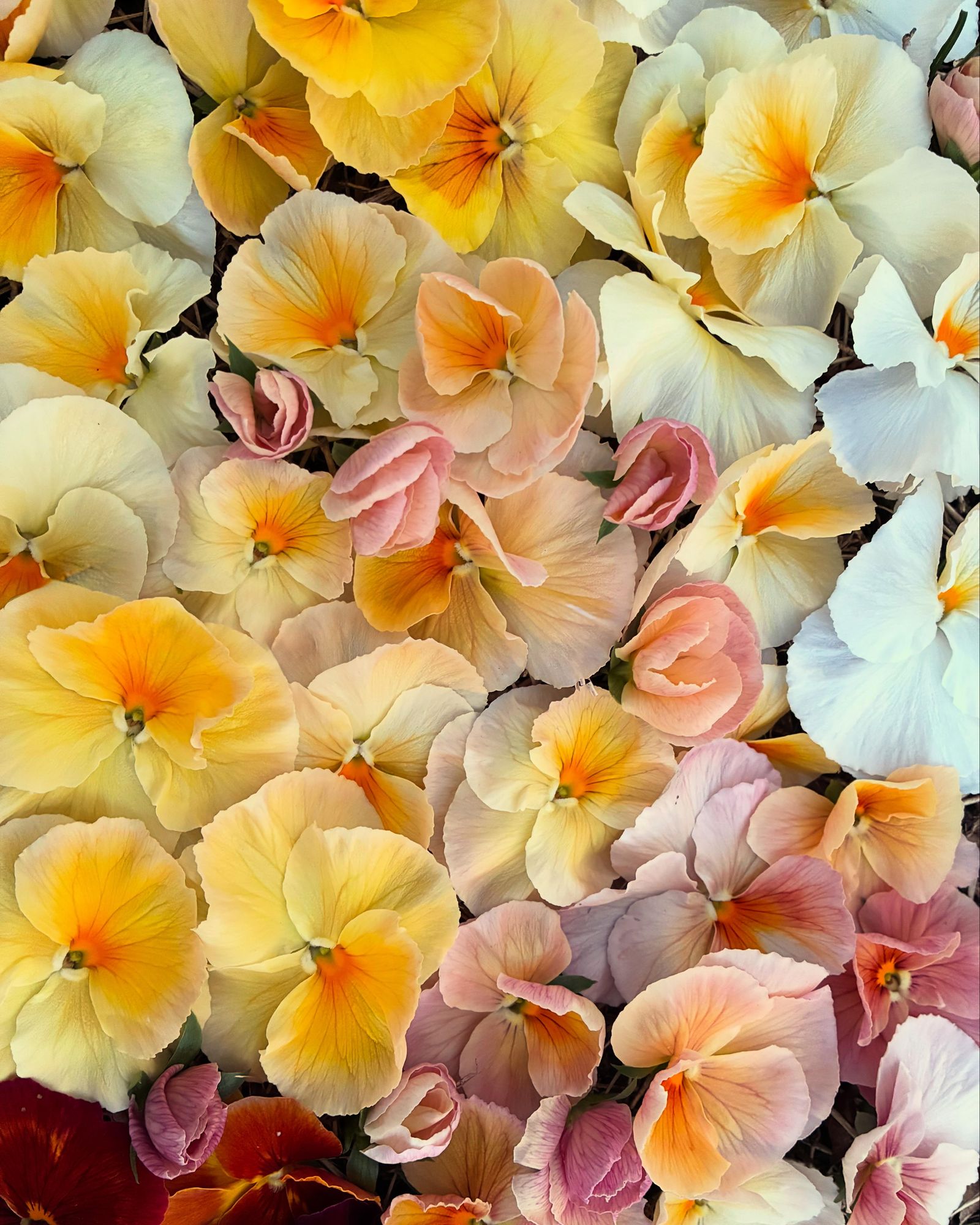 Buds and Botanicals Banner