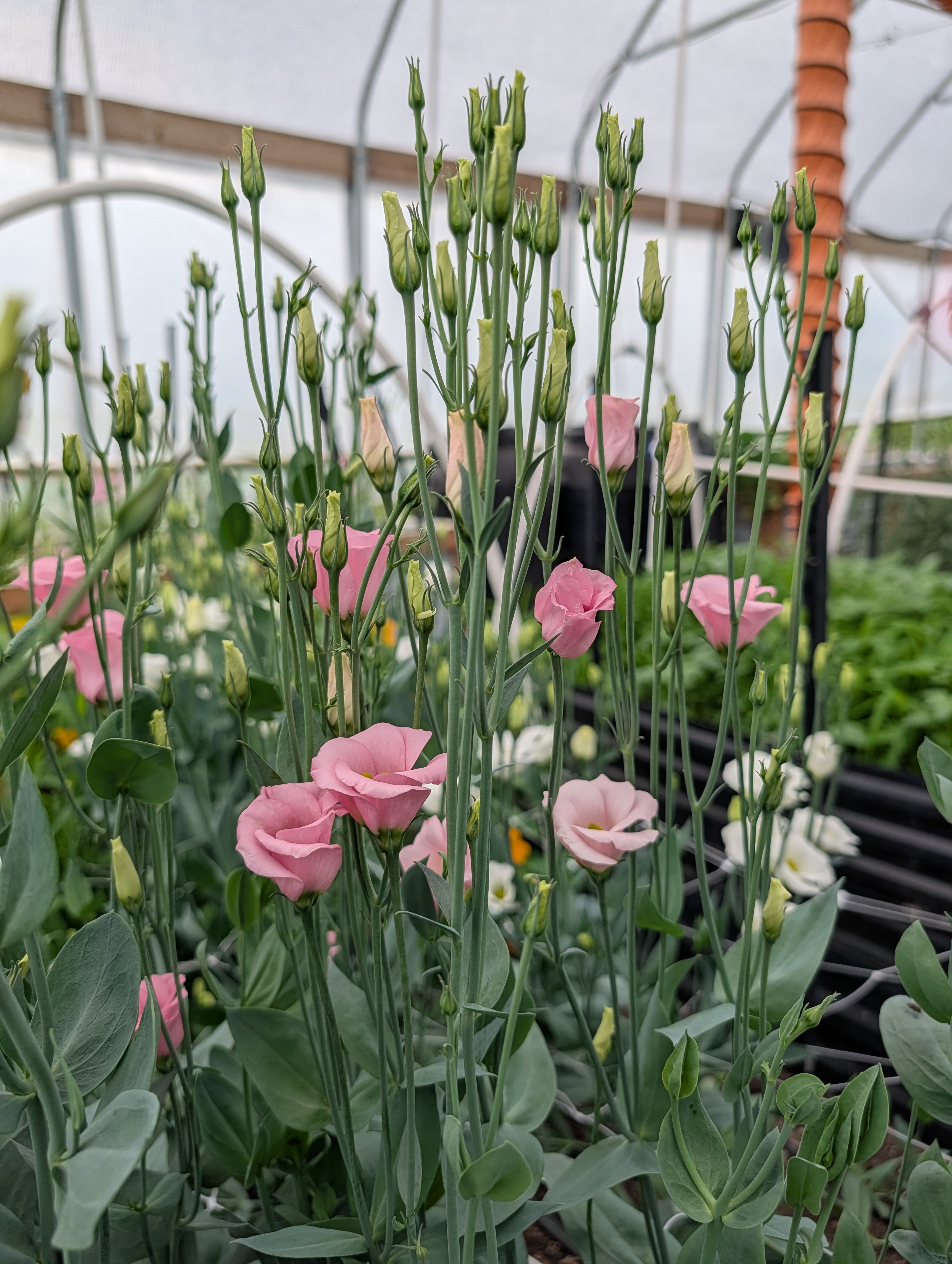 EUSTOMA grandiflorum Voyage Pink