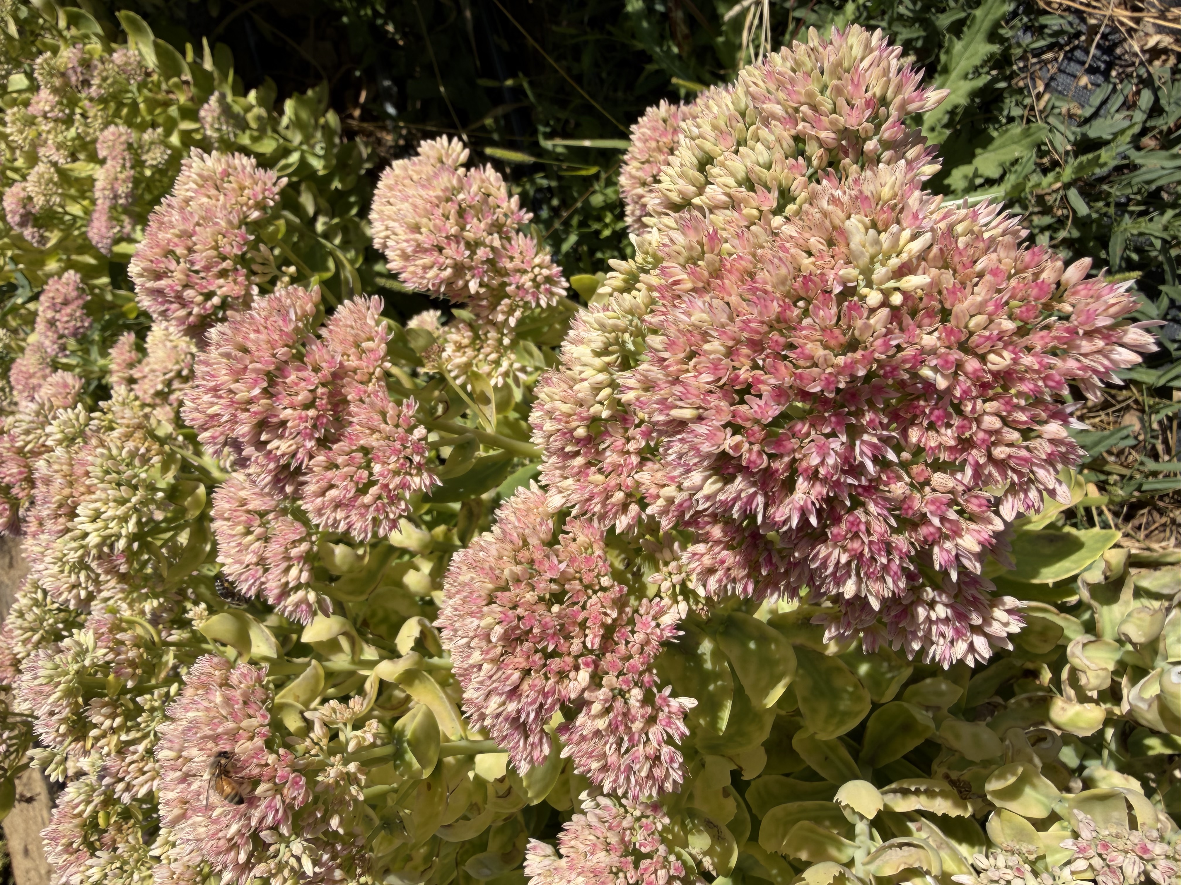 HYLOTELEPHIUM spectabile Autumn Joy