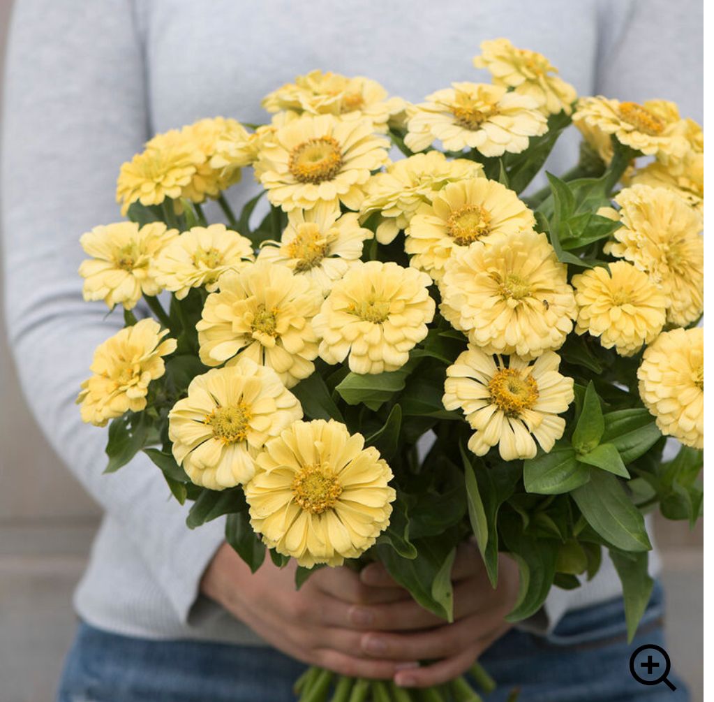 ZINNIA elegans Giant Dahlia Creamy Yellow