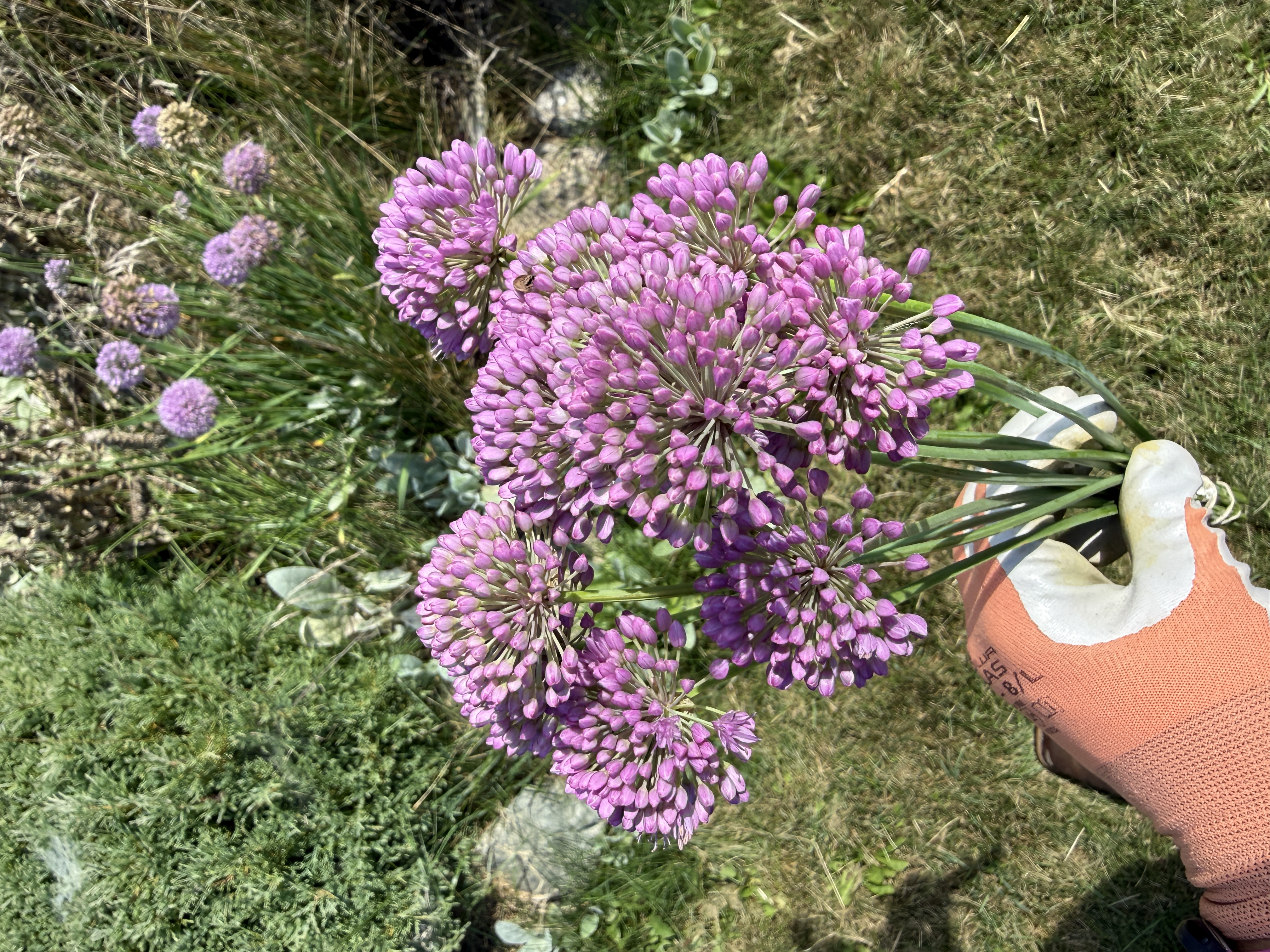 ALLIUM
