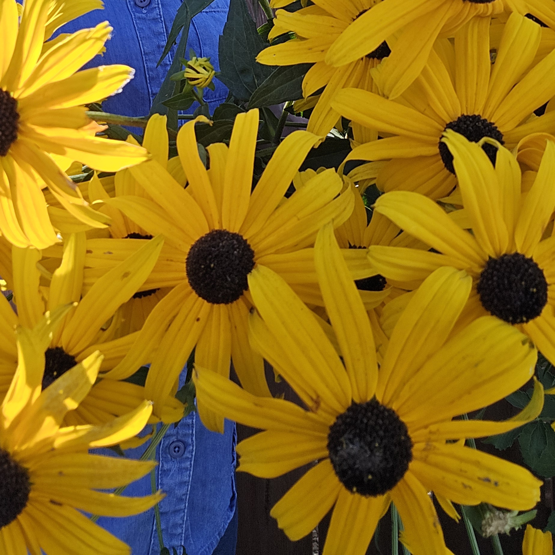 RUDBECKIA hirta