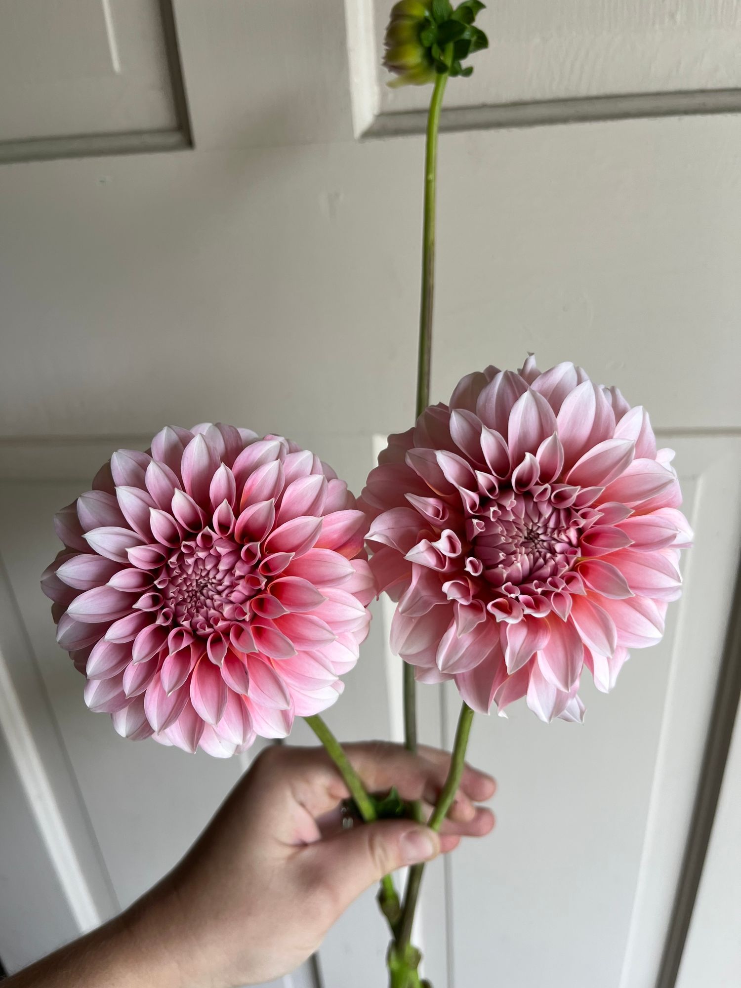 DAHLIA Peaches n Cream