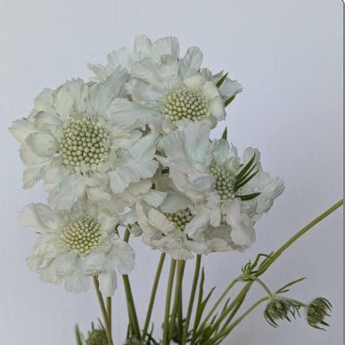 SCABIOSA caucasica Fama White