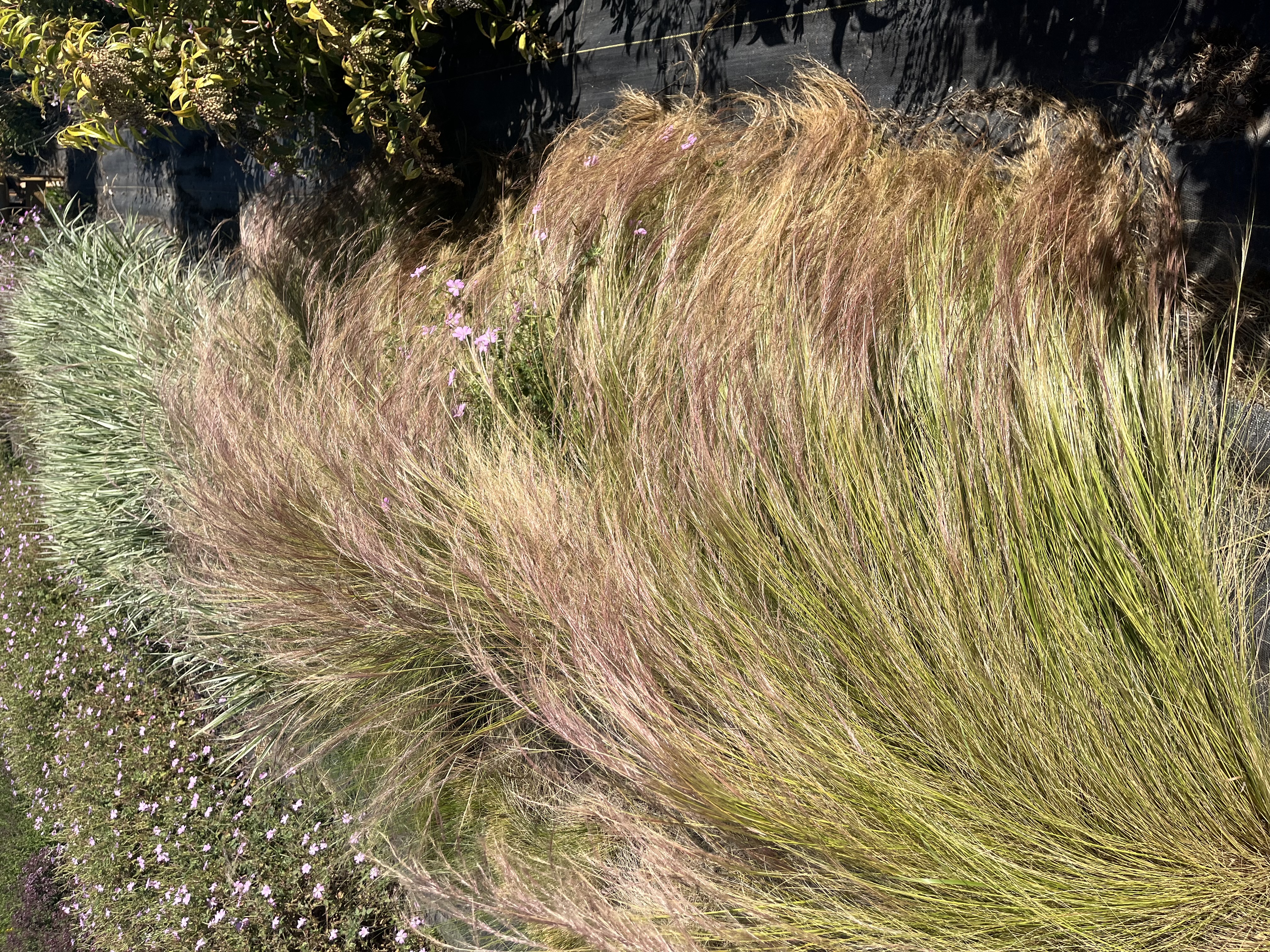 STIPA tenuissima