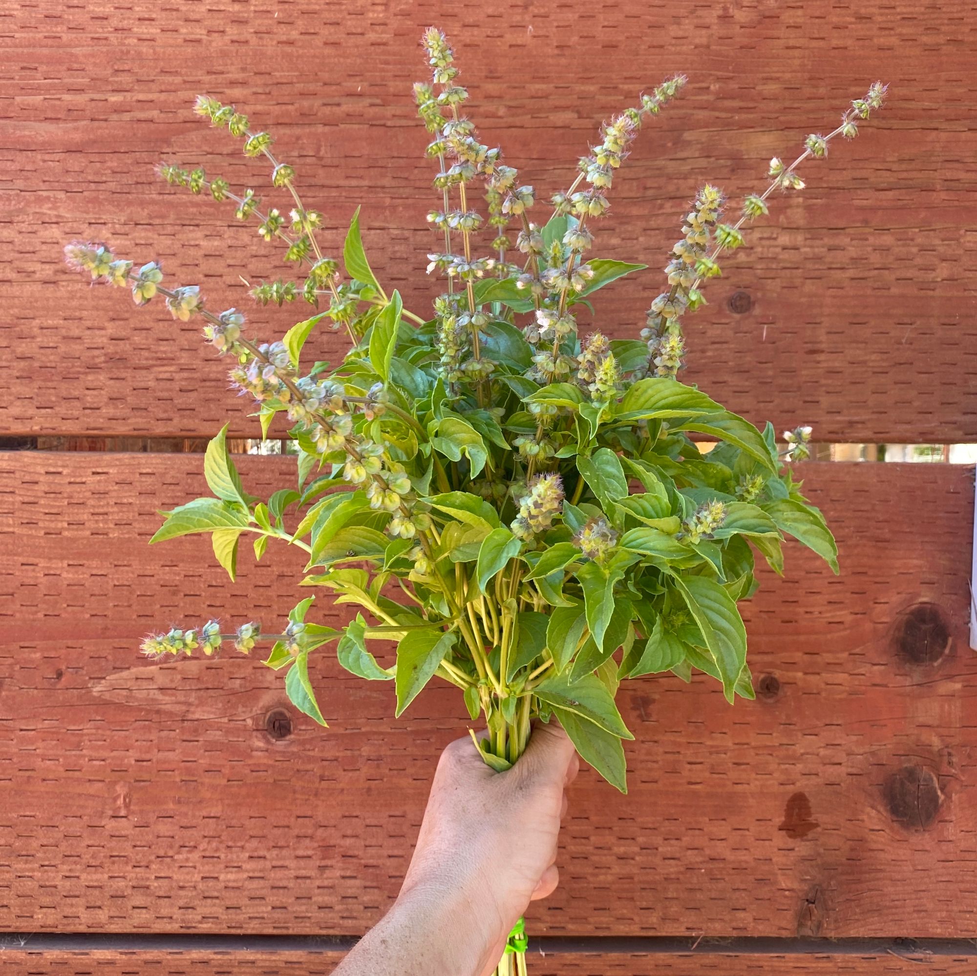 OCIMUM basilicum Citriodora