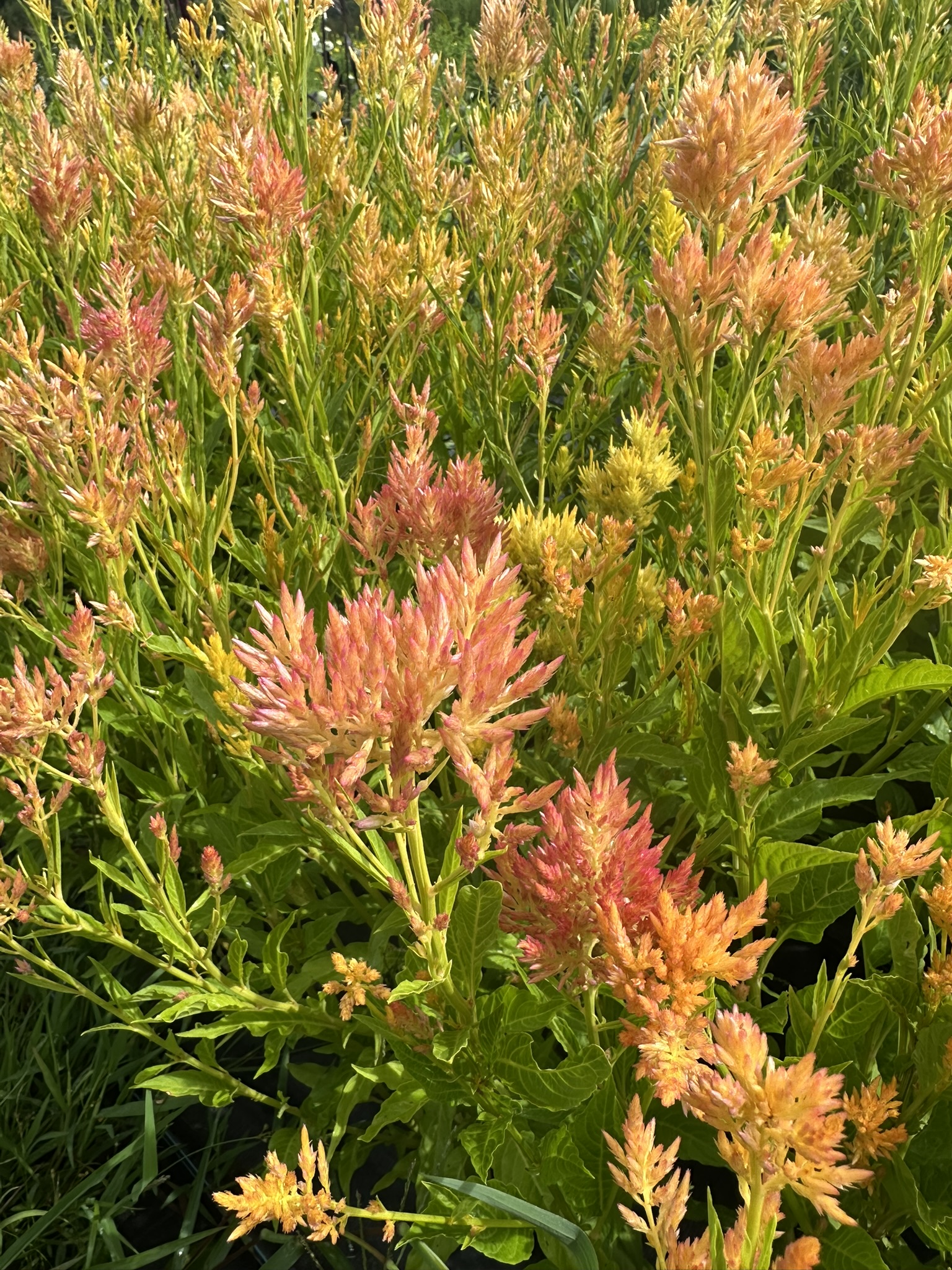 CELOSIA argentea var. spicata Shimmer