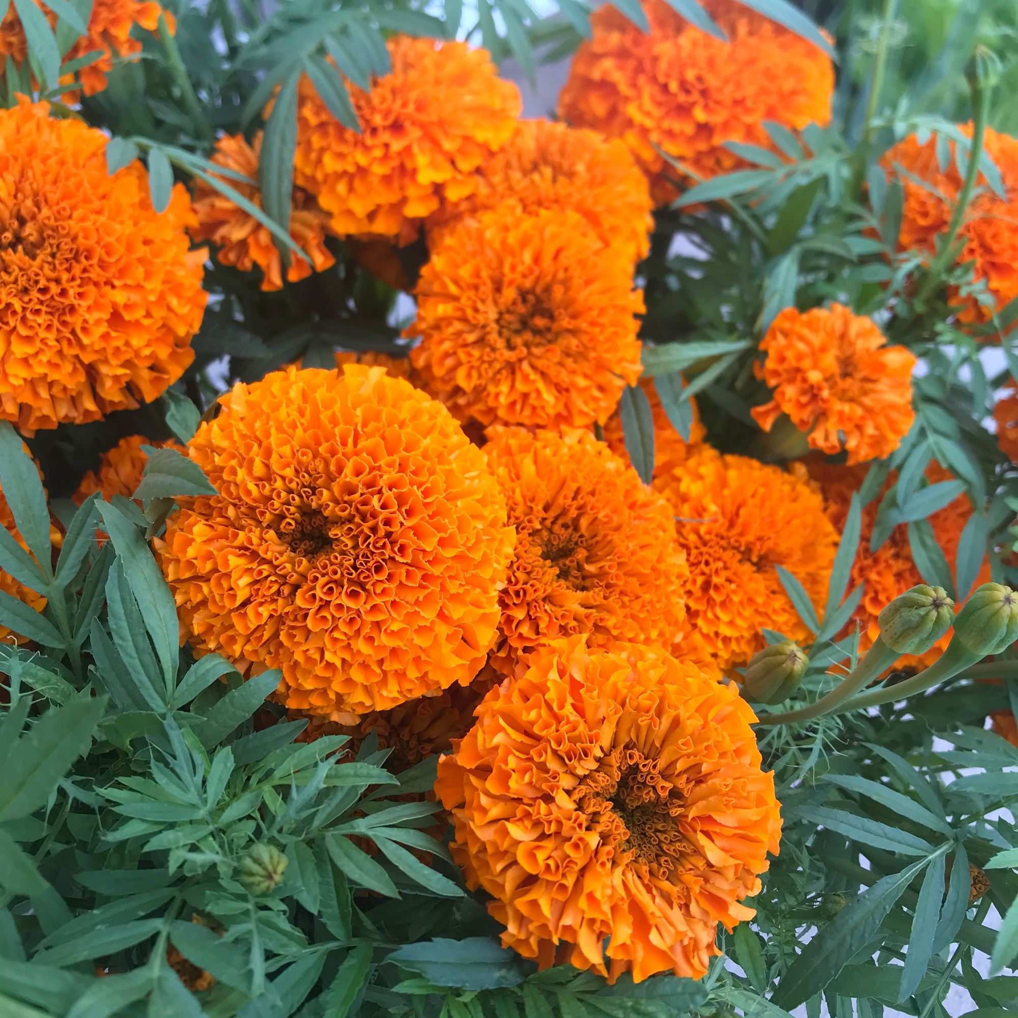 TAGETES erecta