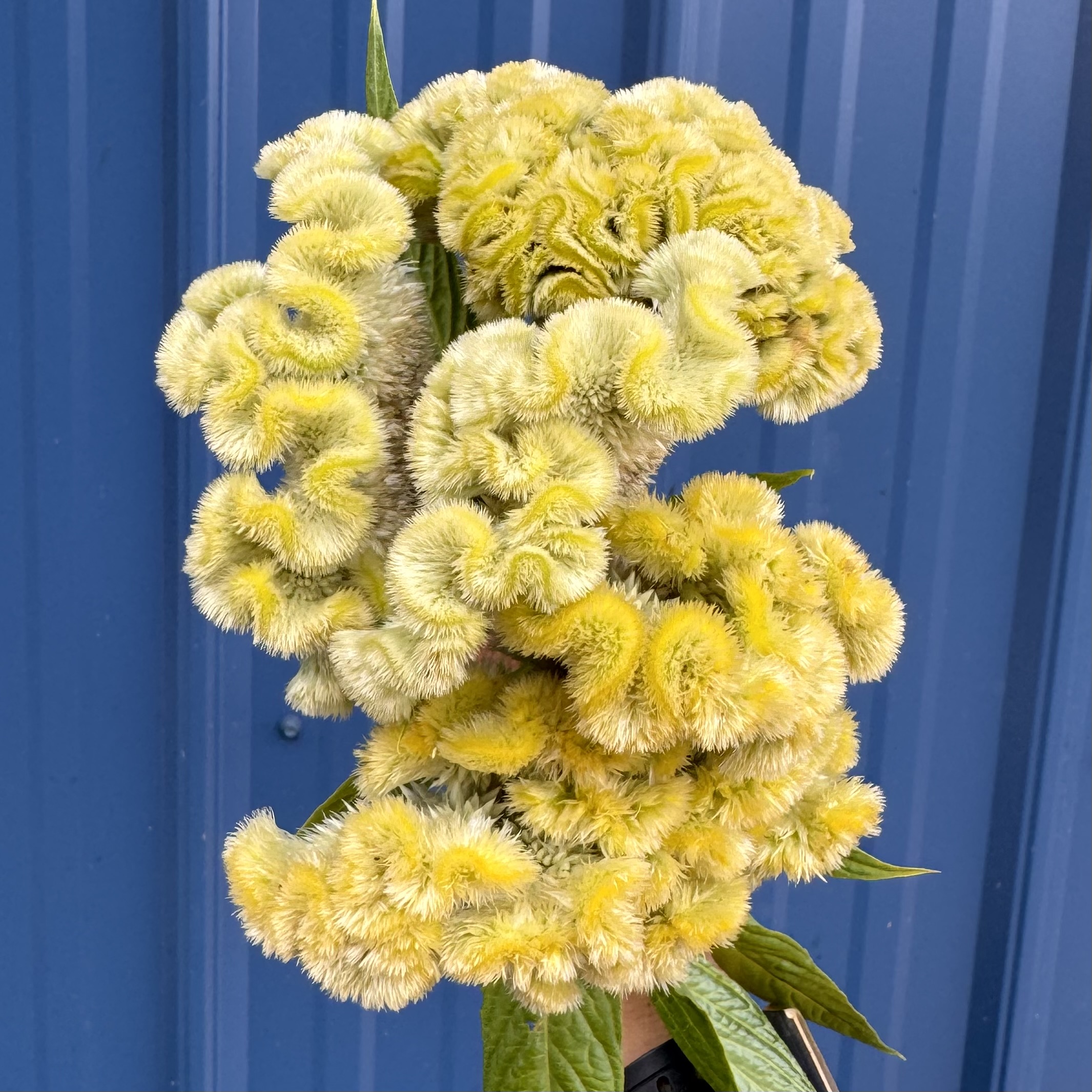 CELOSIA argentea var. cristata Cramer's Lemon-Lime