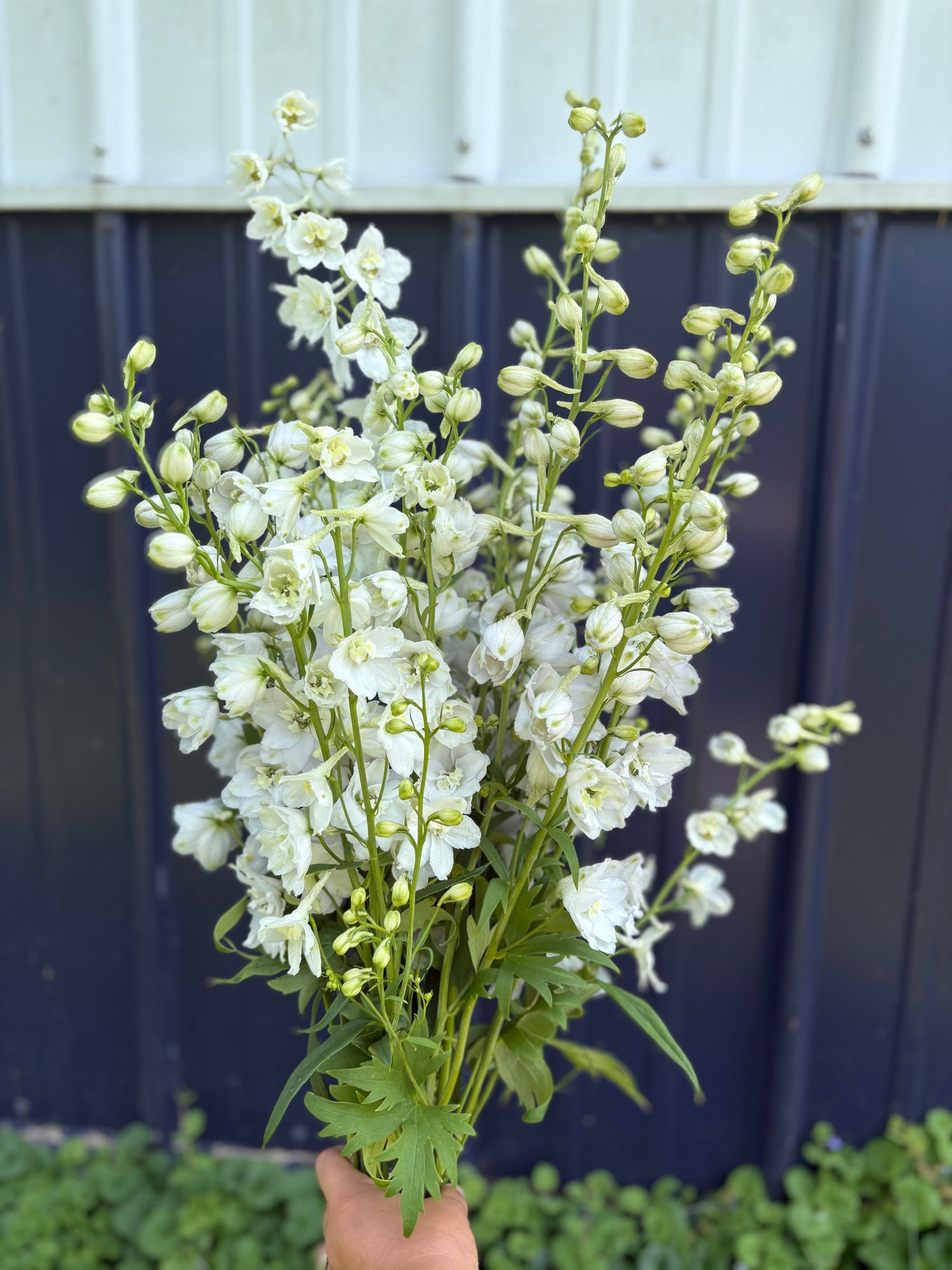 DELPHINIUM x belladonna Casablanca