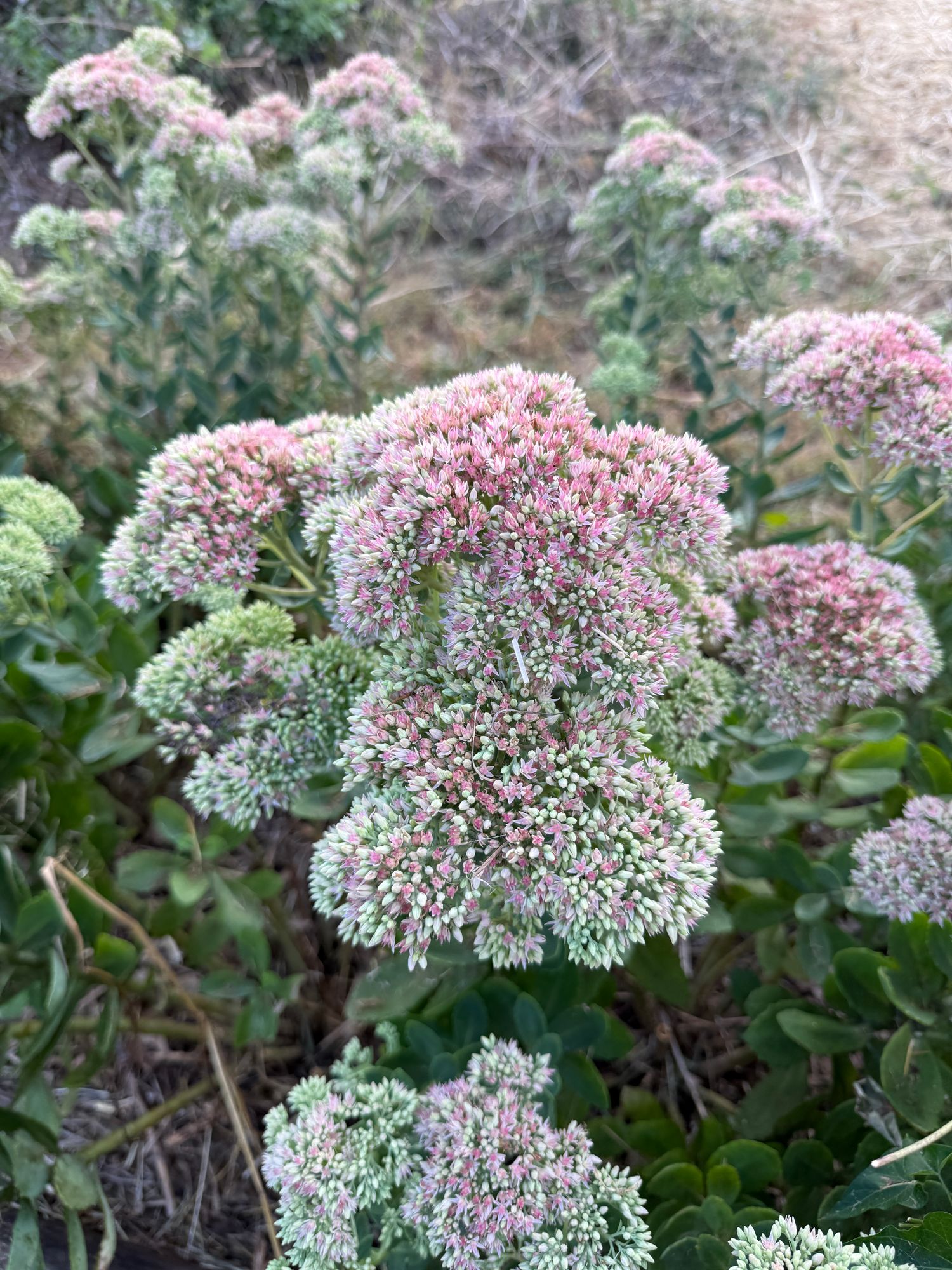 HYLOTELEPHIUM spectabile Autumn Joy