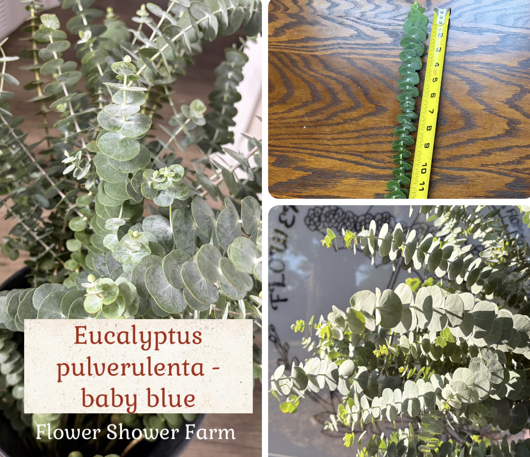 EUCALYPTUS pulverulenta
