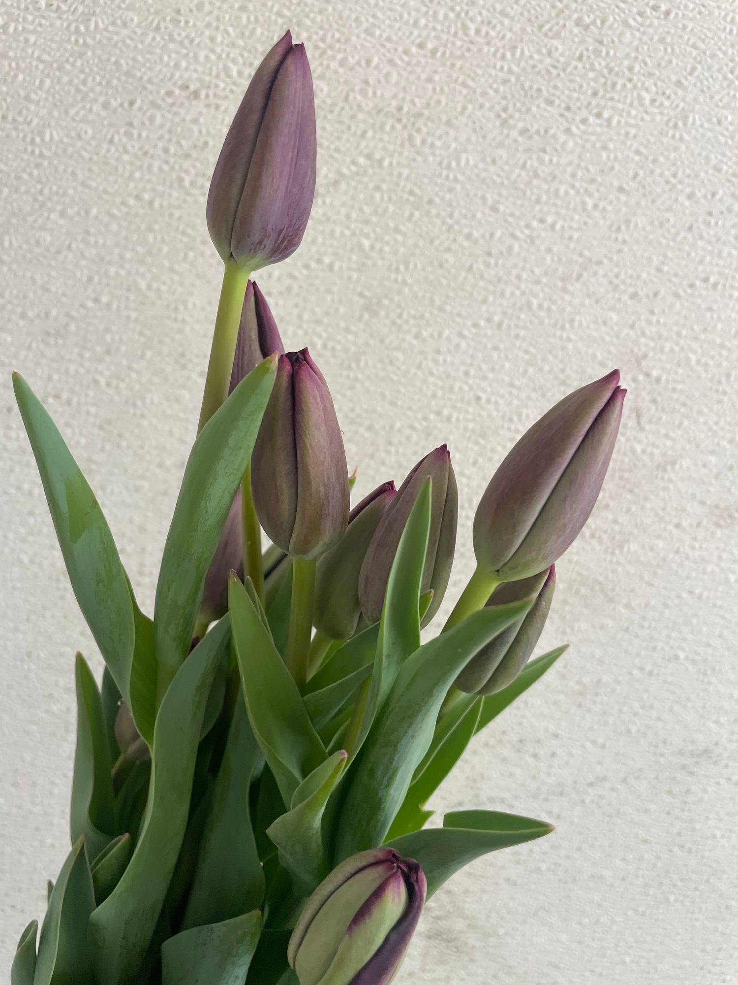TULIPA Queen of the Night
