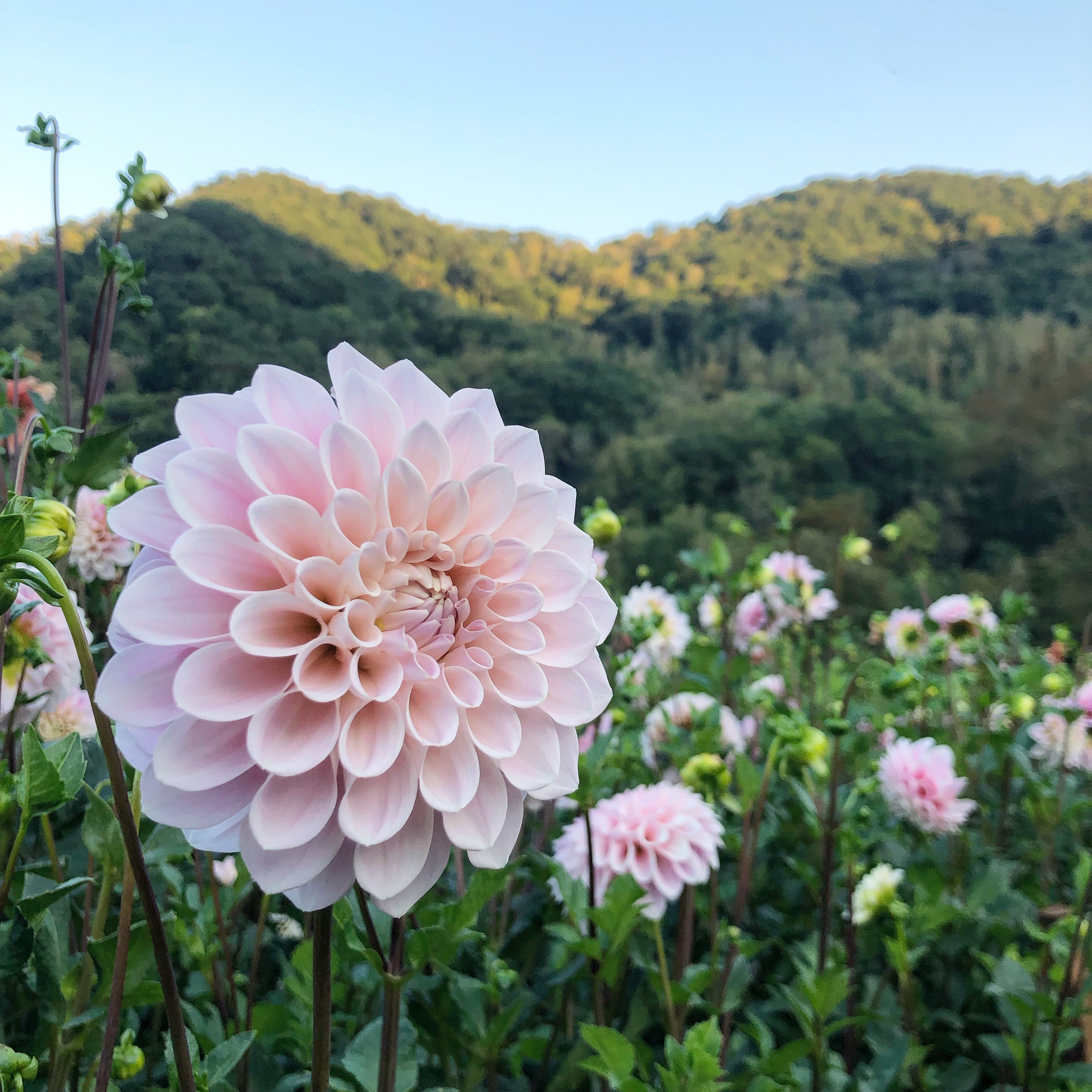 Blue Ridge Blooms Banner
