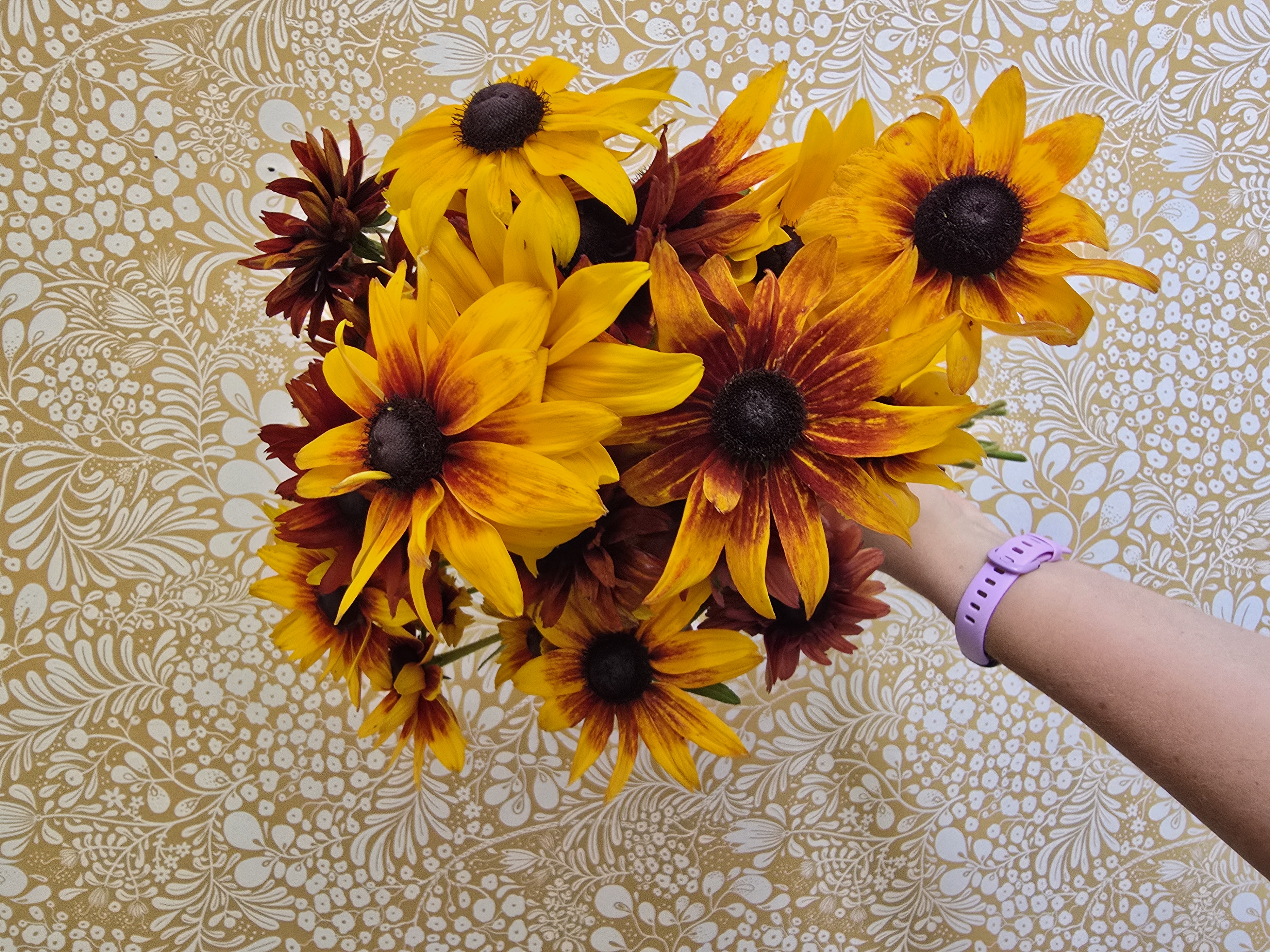 RUDBECKIA hirta Cherokee Sunset